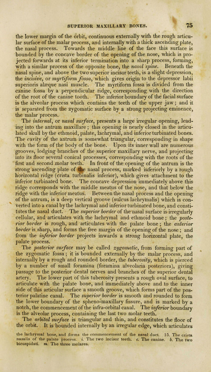the lower margin of the orbit, continuous externally with the rough articu- lar surface of the malar process, and internally with a thick ascending plate, the nasal process. Towards the middle line of the face this surface is bounded by the concave border of the opening of the nose, which is pro- jected forwards at its inferior termination into a sharp process, forming, with a similar process of the opposite bone, the nasal spine. Beneath the nasal spine, and above the two superior incisor teeth, is a slight depression, the incisive, or myrh'form fossa, which gives origin to the depressor labii superioris alaeque nasi muscle. The myrtiform fossa is divided from the canine fossa by a perpendicular ridge, corresponding with the direction of the root of the canine tooth. The inferior boundary of the facial surface is the alveolar process which contains the teeth of the upper jaw; and it is separated from the zygomatic surface by a strong projecting eminence, the malar process. The internal, or nasal surface, presents a large irregular opening, lead- ing into the antrum maxillare ; this opening is nearly closed in the articu- lated skull by the ethmoid, palate, lachrymal, and inferior turbinated bones. The cavity of the antrum is somewhat triangular, corresponding in shape with the form of the body of the bone. Upon its inner wall are numerous grooves, lodging branches of the superior maxillary nerve, and projecting into its floor several conical processes, corresponding with the roots of the first and second molar teeth. In front of the opening of the antrum is the strong ascending plate of the nasal process, marked inferiorly by a rough horizontal ridge (crista turbinalis inferior), which gives attachment to the inferior turbinated bone. The concave depression immediately above this ridge corresponds with the middle meatus of the nose, and that below the ridge with the inferior meatus. Between the nasal process and the opening of the antrum, is a deep vertical groove (sulcus lachrymalis) which is con- verted into a canal by the lachrymal and inferior turbinated bone, and consti- tutes the nasal duct. The superior border of the nasal surface is irregularly cellular, and articulates with the lachrymal and ethmoid bone: the poste- rior border is rough, and articulates with the palate bone; the anterior border is sharp, and forms the free margin of the opening of the nose ; and from the inferior border projects inwards a strong horizontal plate, the palate process. The posterior surface may be called zygomatic, from forming part of the zygomatic fossa; it is bounded externally by the malar process, and internally by a rough and rounded border, the tuberosity, which is pierced by a number of small foramina (foramina alveolaria posteriora), giving passage to the posterior dental nerves and branches of the superior dental artery. The lower part of this tuberosity presents a rough oval surface, to articulate with the palate bone, and immediately above and to the inner side of this articular surface a smooth groove, which forms part of the pos- terior palatine canal. The superior border is smooth and rounded to form the lower boundary of the spheno-maxillary fissure, and is marked by a notch, the commencement of the infra-orbital canal. The inferior boundary is the alveolar process, containing the last two molar teeth. The orbital surface is triangular and thin, and constitutes the floor of the orbit. It is bounded internally by an irregular edge, which articulates the lachrymal bone, and forms the commencement of the nasal duct. 15. The crista nasalis of the palate process, i. The two incisor teeth, c. The canine, b. The two bicuspidati. m. The three molares.