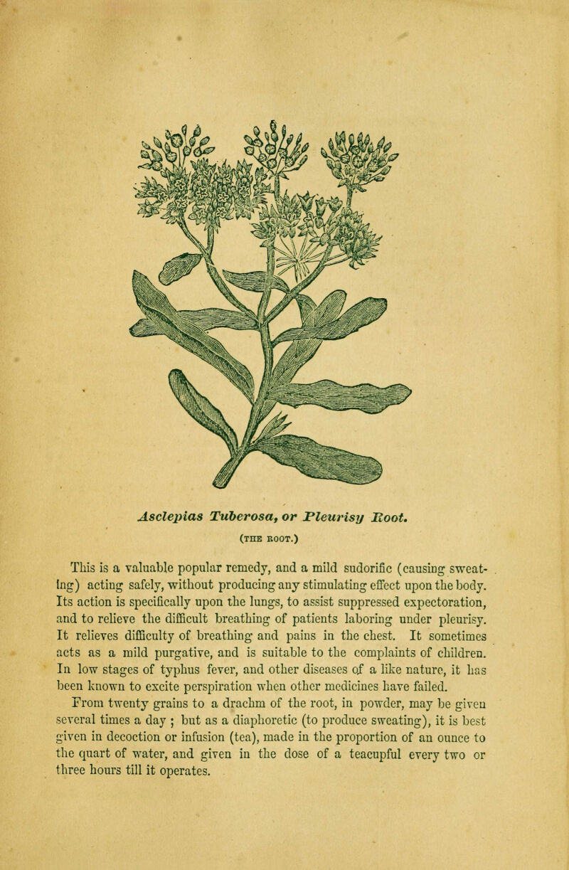 Asclepias Tuberosa, or Pleurisy Boot. (the boot.) This is a valuable popular remedy, and a mild sudorific (causing sweat- ing) acting safely, without producing any stimulating effect upon the body. Its action is specifically upon the lungs, to assist suppressed expectoration, and to relieve the difficult breathing of patients laboring under pleurisy. It relieves difficulty of breathing and pains in the chest. It sometimes acts as a mild purgative, and is suitable to the complaints of children. In low stages of typhus fever, and other diseases oj a like nature, it has been known to excite perspiration when other medicines have failed. From twenty grains to a drachm of the root, in powder, may be given several times a day ; but as a diaphoretic (to produce sweating), it is best given in decoction or infusion (tea), made in the proportion of an ounce to the quart of water, and given in the dose of a teacupful every two or three hours till it operates.