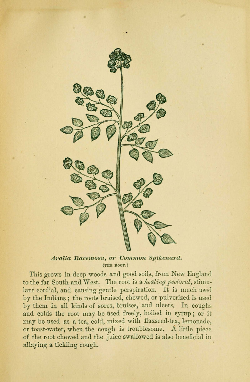 Aralia Itacemosa, or Common Spikenard. (the root.) This grows in deep woods and good soils, from ]Sew England to the far South and West. The root is a healing pectoral, stimu- lant cordial, and causing gentle perspiration. It is much used by the Indians ; the roots bruised, chewed, or pulverized is used by them in all kinds of sores, bruises, and ulcers. In cough? and colds the root may be used freely, boiled in syrup; or it may be used as a tea, cold, mixed with flaxseed-tea, lemonade. or toast-water, when the cough is troublesome. A little piece of the root chewed and the juice swallowed is also beneficial in allaying a tickling cough.
