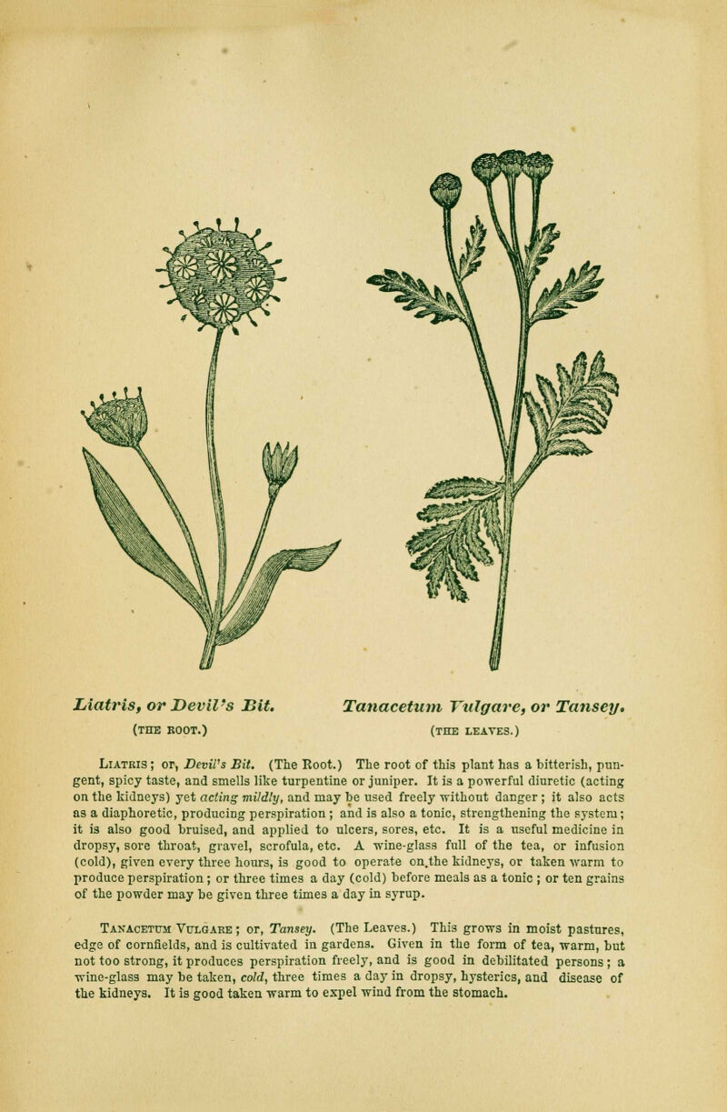 Liatris, or Devil's Hit. (the boot.) Tanacetum Tidgare, or Tansey. (the leaves.) Liatris ; or, Devil's Bit. (The Root.) The root of this plant has a bitterish, pun- gent, spicy taste, and smells like turpentine or juniper. It is a powerful diuretic (acting on the kidneys) yet acting mildly, and may he used freely without danger ; it also acts as a diaphoretic, producing perspiration; and is also a tonic, strengthening the system; it is also good bruised, and applied to ulcers, sores, etc. It is a useful medicine in dropsy, sore throat, gravel, scrofula, etc. A wine-glass full of the tea, or infusion (cold), given every three hours, is good to operate on.the kidneys, or taken warm to produce perspiration; or three times a day (cold) before meals as a tonic ; or ten grains of the powder may be given three times a day in syrup. Tanacetum Vcxgare ; or, Tansey. (The Leaves.) This grows in moist pastures, edge of cornfields, and is cultivated in gardens. Given in the form of tea, warm, but not too strong, it produces perspiration freely, and is good in debilitated persons ; a wine-glass may be taken, cold, three times a day in dropsy, hysterics, and disease of the kidneys. It is good taken warm to expel wind from the stomach.