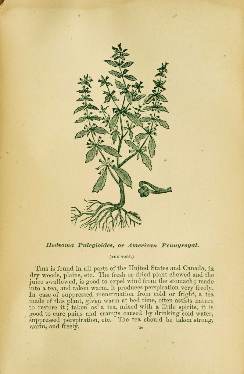 Iledeoma Pulcgloides, or American Pennyroyal. (THE TOPS.) This is found in all parts of the United States and Canada, in dry woods, plains, etc. The fresh or dried plant chewed and the juice swallowed, is good to expel wind from the stomach ; made 'into a tea, and taken warm, it produces perspiration very freely. In case of suppressed menstruation from cold or fright, a tea made of this plant, given warm at bed time, often assists nature to restore it; taken as a tea, mixed with a little spirits, it is good to cure pains and cramps caused by drinking cold water, suppressed perspiration, etc. The tea should be taken strong, warm, and freely. ^
