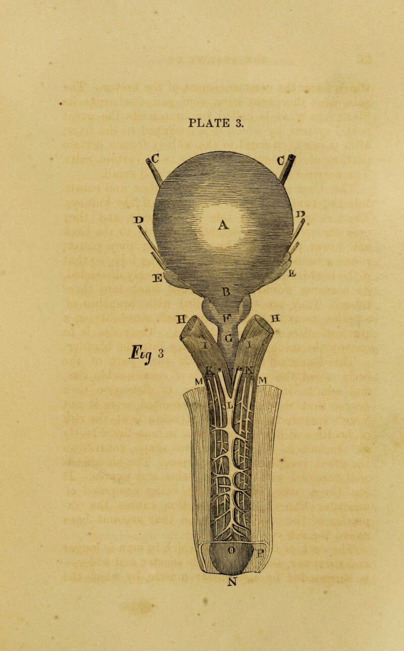 PLATE 3.