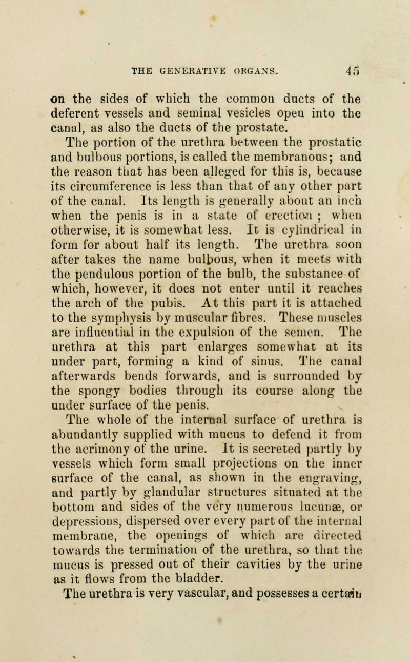 on the sides of which the common ducts of the deferent vessels and seminal vesicles open into the canal, as also the ducts of the prostate. The portion of the urethra between the prostatic and bulbous portions, is called the membranous; and the reason that has been alleged for this is, because its circumference is less than that of any other part of the canal. Its length is generally about an inch when the penis is in a state of erecticn ; when otherwise, it is somewhat less. It is cylindrical in form for about half its length. The urethra soon after takes the name bulbous, when it meets with the pendulous portion of the bulb, the substance of which, however, it does not enter until it reaches the arch of the pubis. At this part it is attached to the symphysis by muscular fibres. These muscles are influential in the expulsion of the semen. The urethra at this part enlarges somewhat at its under part, forming a kind of sinus. The canal afterwards bends forwards, and is surrounded by the spongy bodies through its course along the under surface of the penis. The whole of the internal surface of urethra is abundantly supplied with mucus to defend it from the acrimony of the urine. It is secreted partly by vessels which form small projections on the inner surface of the canal, as shown in the engraving, and partly by glandular structures situated at the bottom and sides of the very numerous lucunae, or depressions, dispersed over every part of the internal membrane, the openings of which are directed towards the termination of the urethra, so that the mucus is pressed out of their cavities by the urine as it flows from the bladder. The urethra is very vascular, and possesses a certain