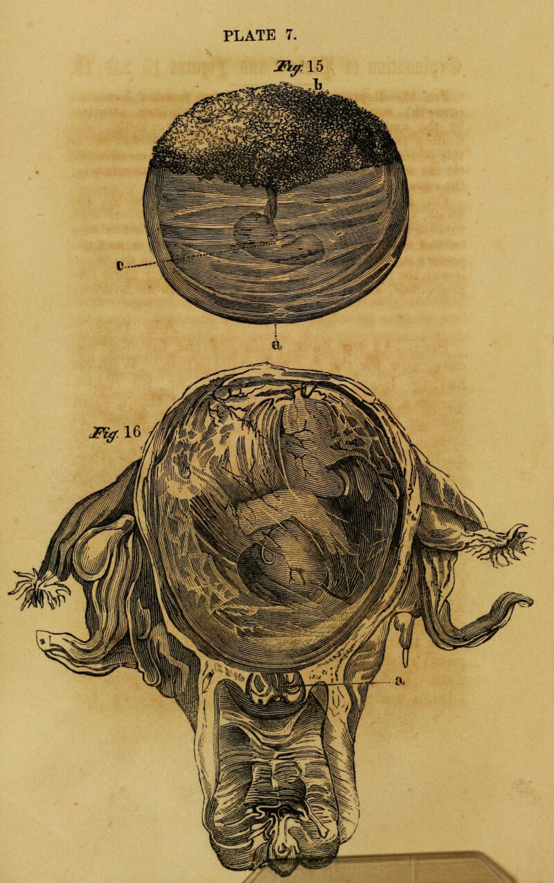 PLATE 7. Mff.\§ *V X