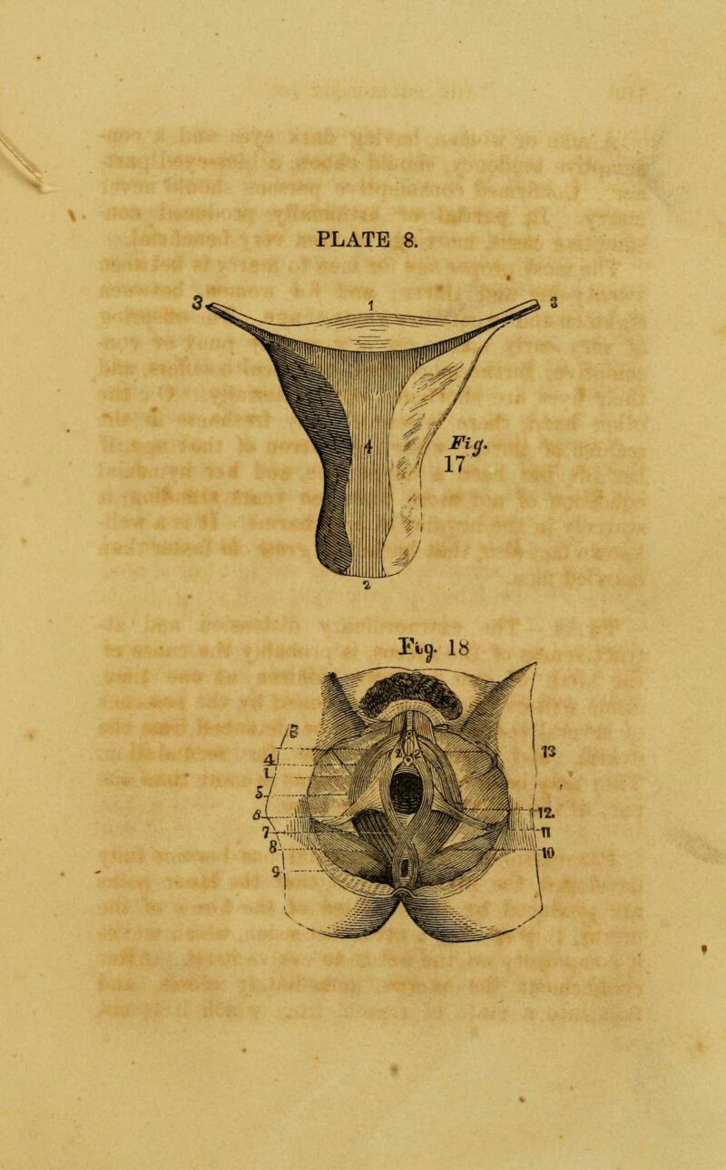 PLATE 8.