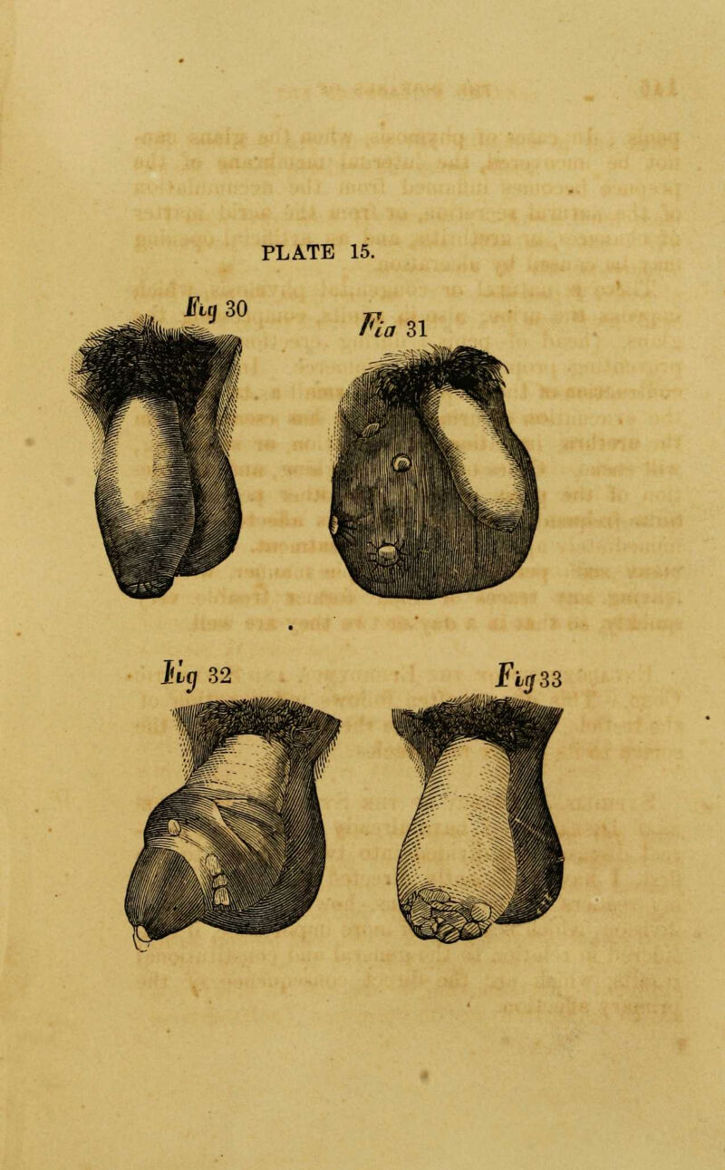 Fig 30 „ feL, Fia 31 Flj33