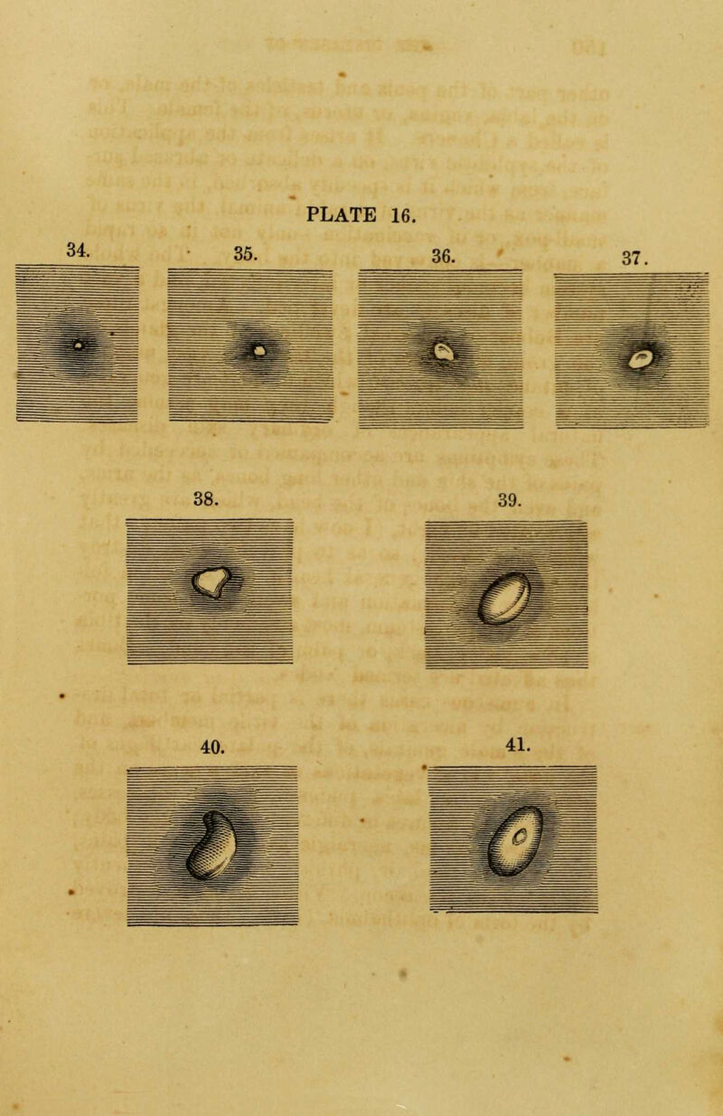 34. PLATE 16. 38. 39. 40. 41.