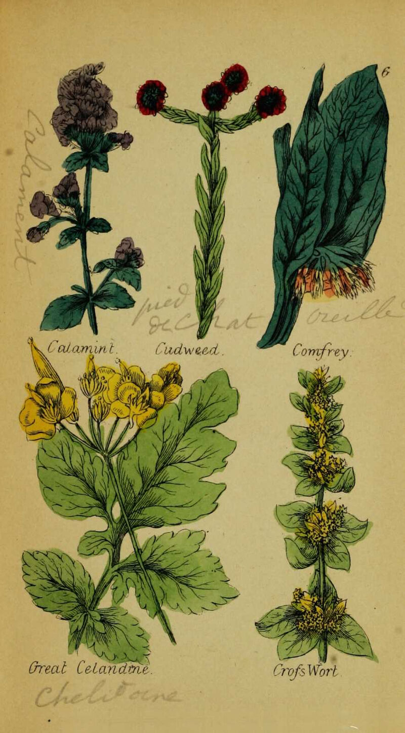 'Olanunt. ludwuoi ^^ Comfrey. Yofi Wort