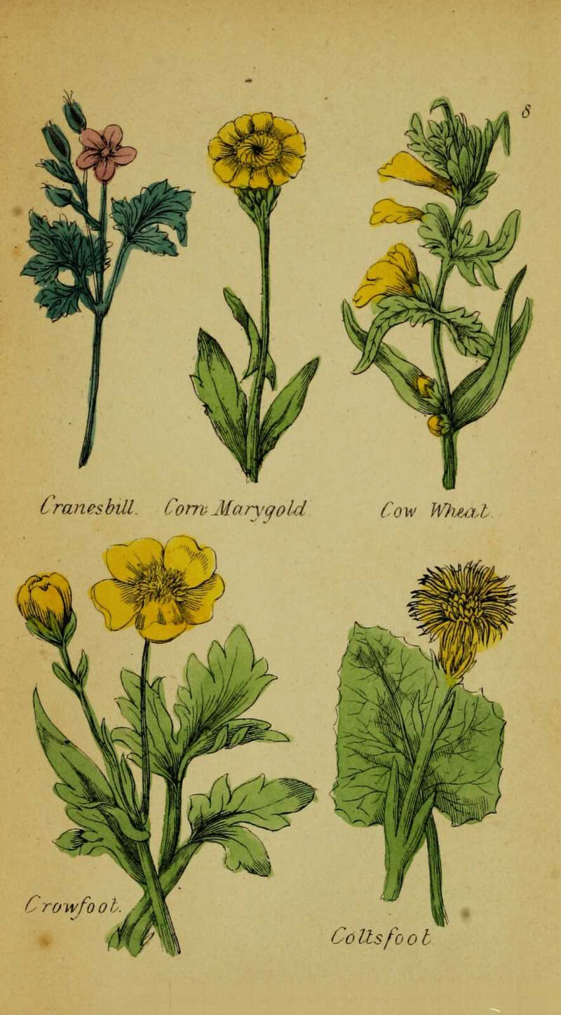 Cranesbill Corn Marygold Cow Wtua.1 C rowfool Co Itsfo 0t