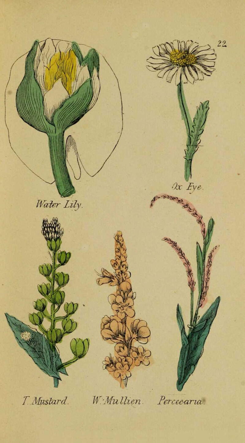 T Mustard. 11 'MulUen. Percc-e-aria-