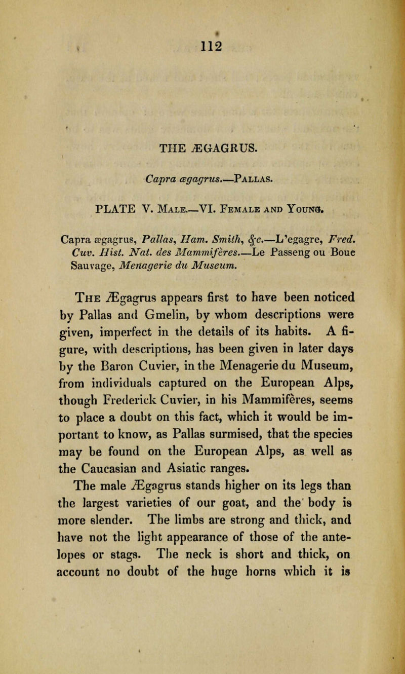 THE JEGAGRUS. Capra cegagrus—Pallas. PLATE V. Male VI. Female and Young. Capra tegagrus, Pallas, Ham. Smith, Qc.—L'egagre, Fred. Cuv. Hist. Nat. des Mammiftres—Le Passeng ou Boue Sauvage, Menagerie du Museum. The .ZEgagrus appears first to have been noticed by Pallas and Gmelin, by whom descriptions were given, imperfect in the details of its habits. A fi- gure, with descriptions, has been given in later days by the Baron Cuvier, in the Menagerie du Museum, from individuals captured on the European Alps, though Frederick Cuvier, in his Mammiferes, seems to place a doubt on this fact, which it would be im- portant to know, as Pallas surmised, that the species may be found on the European Alps, as well as the Caucasian and Asiatic ranges. The male iEgagrus stands higher on its legs than the largest varieties of our goat, and the body is more slender. The limbs are strong and thick, and have not the light appearance of those of the ante- lopes or stags. The neck is short and thick, on account no doubt of the huge horns which it is
