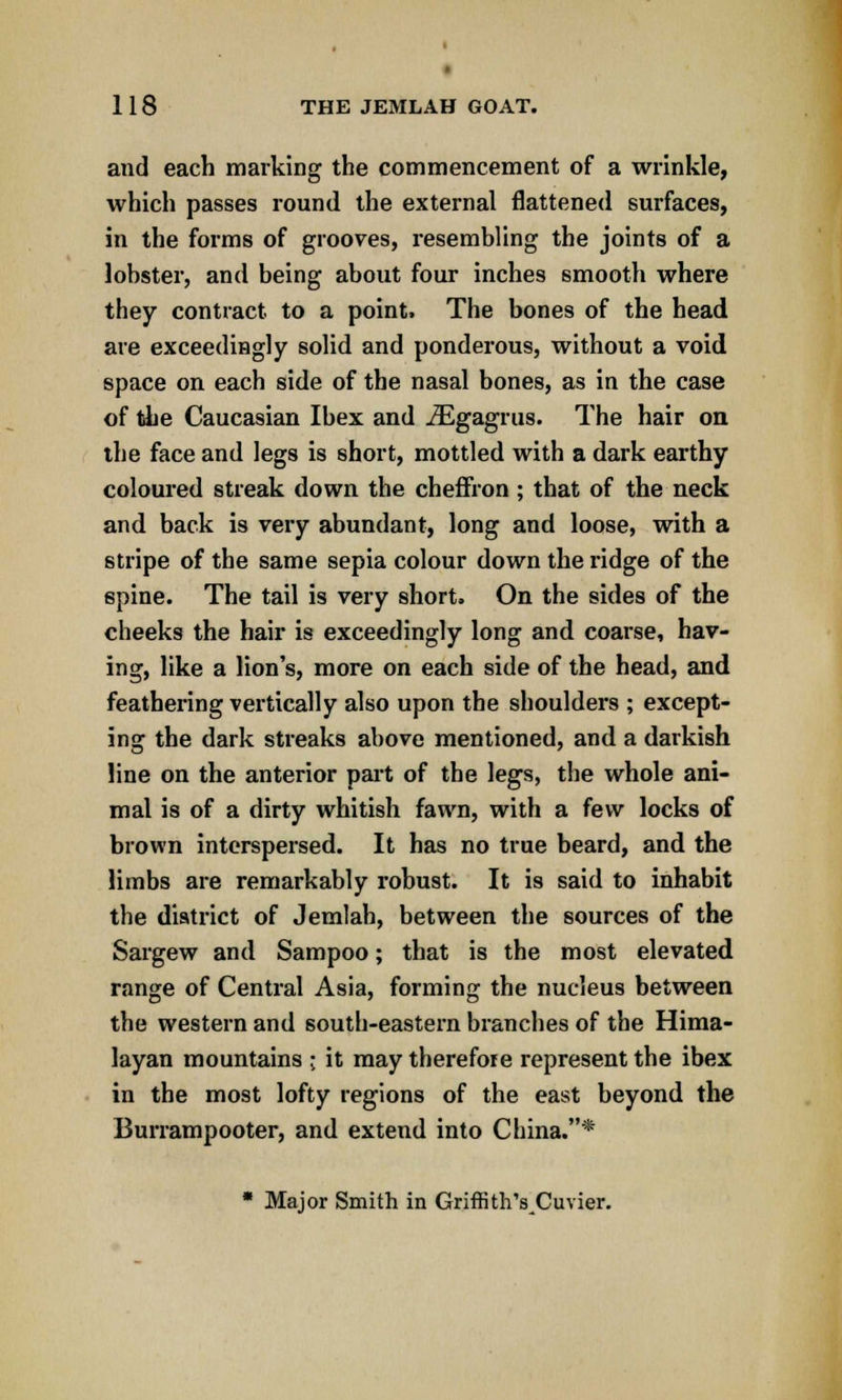 and each marking the commencement of a wrinkle, which passes round the external flattened surfaces, in the forms of grooves, resembling the joints of a lobster, and being about four inches smooth where they contract to a point. The bones of the head are exceedingly solid and ponderous, without a void space on each side of the nasal bones, as in the case of the Caucasian Ibex and JEgagrus. The hair on the face and legs is short, mottled with a dark earthy coloured streak down the cheffron; that of the neck and back is very abundant, long and loose, with a stripe of the same sepia colour down the ridge of the spine. The tail is very short. On the sides of the cheeks the hair is exceedingly long and coarse, hav- ing, like a lion's, more on each side of the head, and feathering vertically also upon the shoulders ; except- ing the dark streaks above mentioned, and a darkish line on the anterior part of the legs, the whole ani- mal is of a dirty whitish fawn, with a few locks of brown interspersed. It has no true beard, and the limbs are remarkably robust. It is said to inhabit the district of Jemlah, between the sources of the Sargew and Sampoo; that is the most elevated range of Central Asia, forming the nucleus between the western and south-eastern branches of the Hima- layan mountains ; it may therefore represent the ibex in the most lofty regions of the east beyond the Burrampooter, and extend into China.* * Major Smith in Griffith's Cuvier.