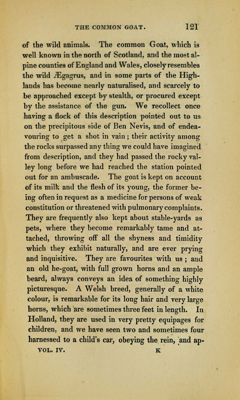 of the wild animals. The common Goat, which is well known in the north of Scotland, and the most al- pine counties of England and Wales, closely resembles the wild iEgagrus, and in some parts of the High- lands has become nearly naturalised, and scarcely to be approached except by stealth, or procured except by the assistance of the gun. We recollect once having a flock of this description pointed out to us on the precipitous side of Ben Nevis, and of endea- vouring to get a shot in vain ; their activity among the rocks surpassed any thing we could have imagined from description, and they had passed the rocky val- ley long before we had reached the station pointed out for an ambuscade. The goat is kept on account of its milk and the flesh of its young, the former be- ing often in request as a medicine for persons of weak constitution or threatened with pulmonary complaints. They are frequently also kept about stable-yards as pets, where they become remarkably tame and at- tached, throwing off all the shyness and timidity which they exhibit naturally, and are ever prying and inquisitive. They are favourites with us ; and an old he-goat, with full grown horns and an ample beard, always conveys an idea of something highly picturesque. A Welsh breed, generally of a white colour, is remarkable for its long hair and very large horns, which are sometimes three feet in length. In Holland, they are used in very pretty equipages for children, and we have seen two and sometimes four harnessed to a child's car, obeying the rein, and ap- VOL. IV. K