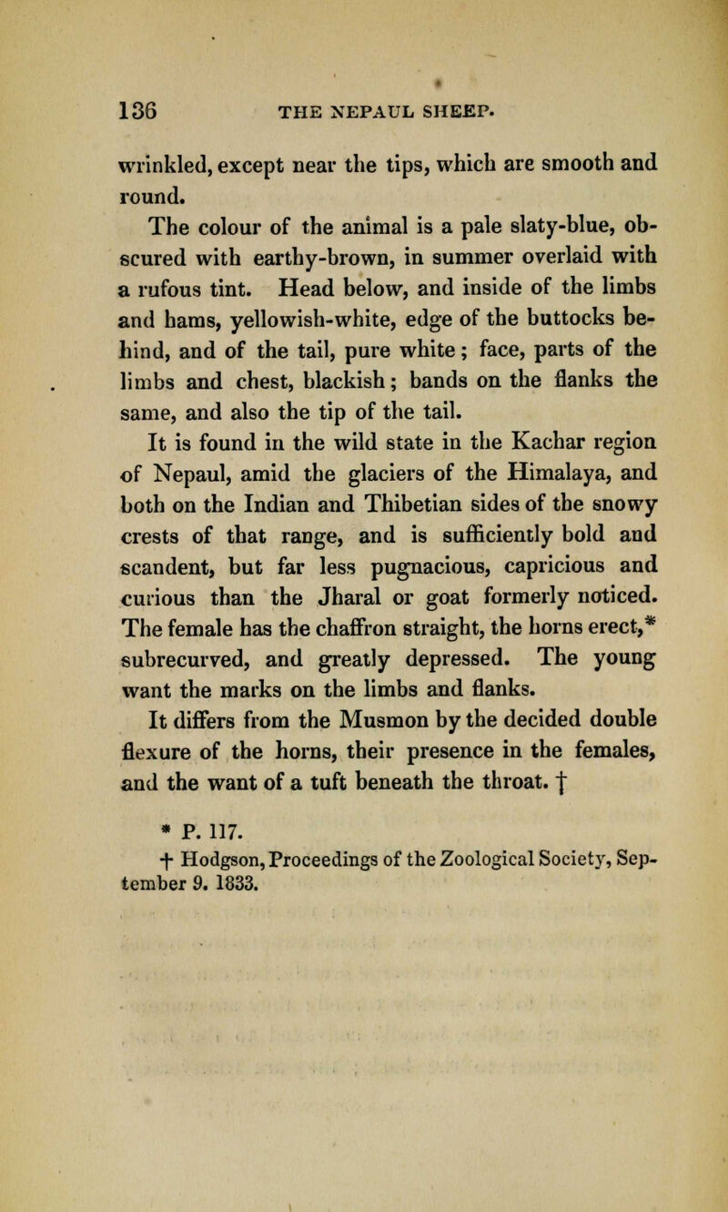 wrinkled, except near the tips, which are smooth and round. The colour of the animal is a pale slaty-blue, ob- scured with earthy-brown, in summer overlaid with a rufous tint. Head below, and inside of the limbs and hams, yellowish-white, edge of the buttocks be- hind, and of the tail, pure white; face, parts of the limbs and chest, blackish; bands on the flanks the same, and also the tip of the tail. It is found in the wild state in the Kachar region of Nepaul, amid the glaciers of the Himalaya, and both on the Indian and Thibetian sides of the snowy crests of that range, and is sufficiently bold and scandent, but far less pugnacious, capricious and curious than the Jharal or goat formerly noticed. The female has the chaffron straight, the horns erect,* subrecurved, and greatly depressed. The young want the marks on the limbs and flanks. It differs from the Musmon by the decided double flexure of the horns, their presence in the females, and the want of a tuft beneath the throat, j * P. 117. f Hodgson, Proceedings of the Zoological Society, Sep- tember 9. 1833.