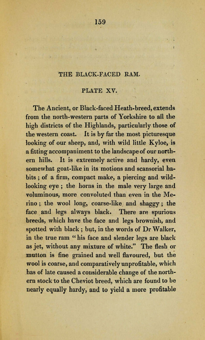 THE BLACK-FACED RAM. PLATE XV. The Ancient, or Black-faced Heath-breed, extends from the north-western parts of Yorkshire to all the high districts of the Highlands, particularly those of the western coast. It is by far the most picturesque looking of our sheep, and, with wild little Kyloe, is a fitting accompaniment to the landscape of our north- ern hills. It is extremely active and hardy, even somewhat goat-like in its motions and scansorial ha- bits ; of a firm, compact make, a piercing and wild- looking eye ; the horns in the male very large and voluminous, more convoluted than even in the Me- rino ; the wool long, coarse-like and shaggy; the face and legs always black. There are spurious breeds, which have the face and legs brownish, and spotted with black ; but, in the words of Dr Walker, in the true ram  his face and slender legs are black as jet, without any mixture of white. The flesh or mutton is fine grained and well flavoured, but the wool is coarse, and comparatively unprofitable, which has of late caused a considerable change of the north- ern stock to the Cheviot breed, which are found to be nearly equally hardy, and to yield a more profitable