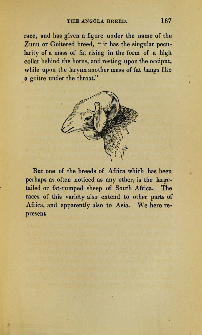 race, and has given a figure under the name of the Zunu or Goitered breed,  it has the singular pecu- larity of a mass of fat rising in the form of a high collar behind the horns, and resting upon the occiput, while upon the larynx another mass of fat hangs like a goitre under the throat. But one of the breeds of Africa which has been perhaps as often noticed as any other, is the large- tailed or fat-rumped sheep of South Africa. The races of this variety also extend to other parts of Africa, and apparently also to Asia. We here re- present