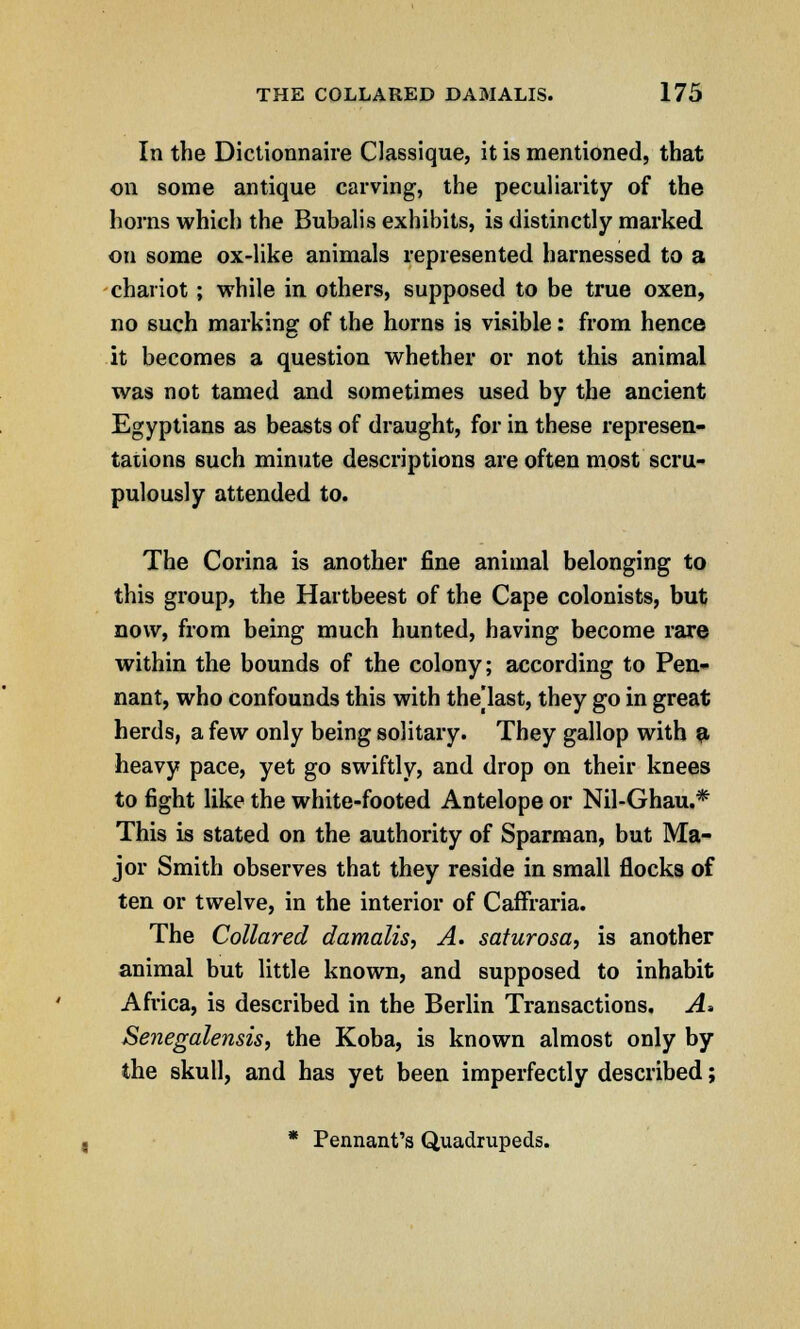 In the Dictionnaire Classique, it is mentioned, that on some antique carving, the peculiarity of the horns which the Bubalis exhibits, is distinctly marked on some ox-like animals represented harnessed to a chariot; while in others, supposed to be true oxen, no such marking of the horns is visible: from hence it becomes a question whether or not this animal was not tamed and sometimes used by the ancient Egyptians as beasts of draught, for in these represen- tations such minute descriptions are often most scru- pulously attended to. The Corina is another fine animal belonging to this group, the Hartbeest of the Cape colonists, but now, from being much hunted, having become rare within the bounds of the colony; according to Pen- nant, who confounds this with thejlast, they go in great herds, a few only being solitary. They gallop with a heavy pace, yet go swiftly, and drop on their knees to fight like the white-footed Antelope or Nil-Ghau.* This is stated on the authority of Sparman, but Ma- jor Smith observes that they reside in small flocks of ten or twelve, in the interior of Caffraria. The Collared damalis, A. saturosa, is another animal but little known, and supposed to inhabit Africa, is described in the Berlin Transactions. A* Senegalensis, the Koba, is known almost only by the skull, and has yet been imperfectly described; * Pennant's Quadrupeds.