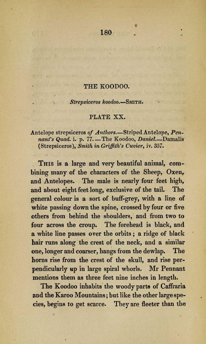 THE KOODOO. Strepsiceros koodoo.—Smith. - PLATE XX. Antelope strepsiceros of Authors—Striped Antelope, Pen- nant's Quad. i. p. 77.—The Koodoo, Daniel.—Damalis (Strepsiceros), Smith in Griffith's Cuvier, iv. 357. This is a large and very beautiful animal, com- bining many of the characters of the Sheep, Oxenr and Antelopes. The male is nearly four feet high, and about eight feet long, exclusive of the tail. The general colour is a sort of buff-grey, with a line of white passing down the spine, crossed by four or five others from behind the shoulders, and from two to four across the croup. The forehead is black, and a white line passes over the orbits ; a ridge of black hair runs along the crest of the neck, and a similar one, longer and coarser, hangs from the dewlap. The horns rise from the crest of the skull, and rise per- pendicularly up in large spiral whorls. Mr Pennant mentions them as three feet nine inches in length. The Koodoo inhabits the woody parts of CafFraria and the Karoo Mountains; but like the other large spe- cies, begins to get scarce. They are fleeter than the