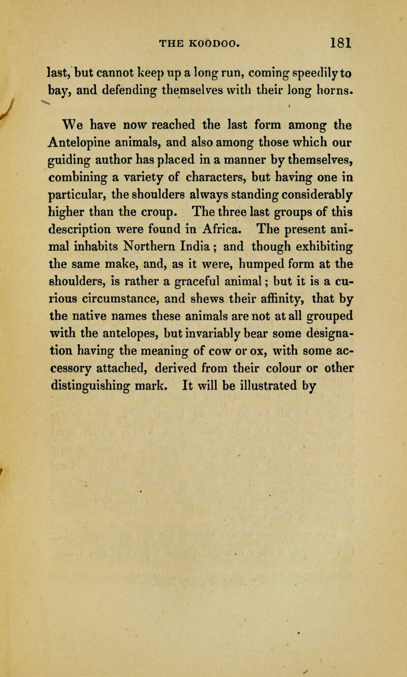last, but cannot keep up a long run, coming speedily to bay, and defending themselves with their long horns. We have now reached the last form among the Antelopine animals, and also among those which our guiding author has placed in a manner by themselves, combining a variety of characters, but having one in particular, the shoulders always standing considerably higher than the croup. The three last groups of this description were found in Africa. The present ani- mal inhabits Northern India; and though exhibiting the same make, and, as it were, humped form at the shoulders, is rather a graceful animal; but it is a cu- rious circumstance, and shews their affinity, that by the native names these animals are not at all grouped with the antelopes, but invariably bear some designa- tion having the meaning of cow or ox, with some ac- cessory attached, derived from their colour or other distinguishing mark. It will be illustrated by