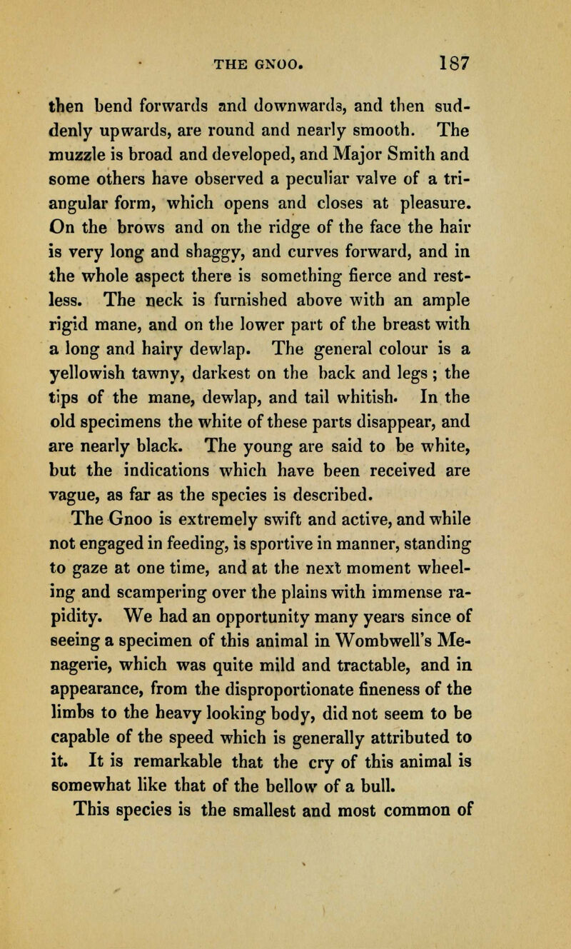 then bend forwards and downwards, and then sud- denly upwards, are round and nearly smooth. The muzzle is broad and developed, and Major Smith and some others have observed a peculiar valve of a tri- angular form, which opens and closes at pleasure. On the brows and on the ridge of the face the hair is very long and shaggy, and curves forward, and in the whole aspect there is something fierce and rest- less. The neck is furnished above with an ample rigid mane, and on the lower part of the breast with a long and hairy dewlap. The general colour is a yellowish tawny, darkest on the back and legs; the tips of the mane, dewlap, and tail whitish. In the old specimens the white of these parts disappear, and are nearly black. The young are said to be white, but the indications which have been received are vague, as far as the species is described. The Gnoo is extremely swift and active, and while not engaged in feeding, is sportive in manner, standing to gaze at one time, and at the next moment wheel- ing and scampering over the plains with immense ra- pidity. We had an opportunity many years since of seeing a specimen of this animal in Wombwell's Me- nagerie, which was quite mild and tractable, and in appearance, from the disproportionate fineness of the limbs to the heavy looking body, did not seem to be capable of the speed which is generally attributed to it. It is remarkable that the cry of this animal is somewhat like that of the bellow of a bull. This species is the smallest and most common of