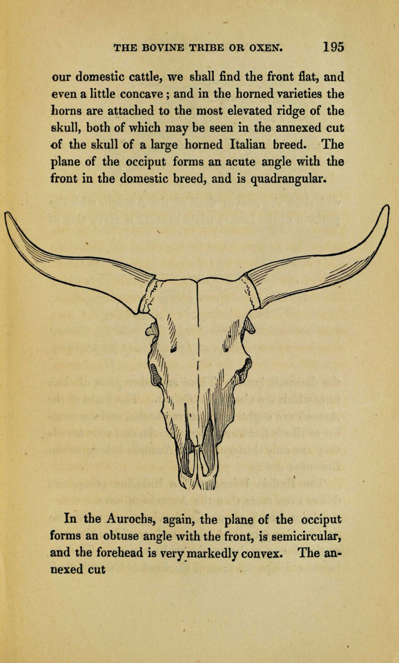 our domestic cattle, we shall find the front flat, and even a little concave ; and in the horned varieties the horns are attached to the most elevated ridge of the skull, both of which may be seen in the annexed cut of the skull of a large horned Italian breed. The plane of the occiput forms an acute angle with the front in the domestic breed, and is quadrangular. In the Aurochs, again, the plane of the occiput forms an obtuse angle with the front, is semicircular, and the forehead is very markedly convex. The an- nexed cut