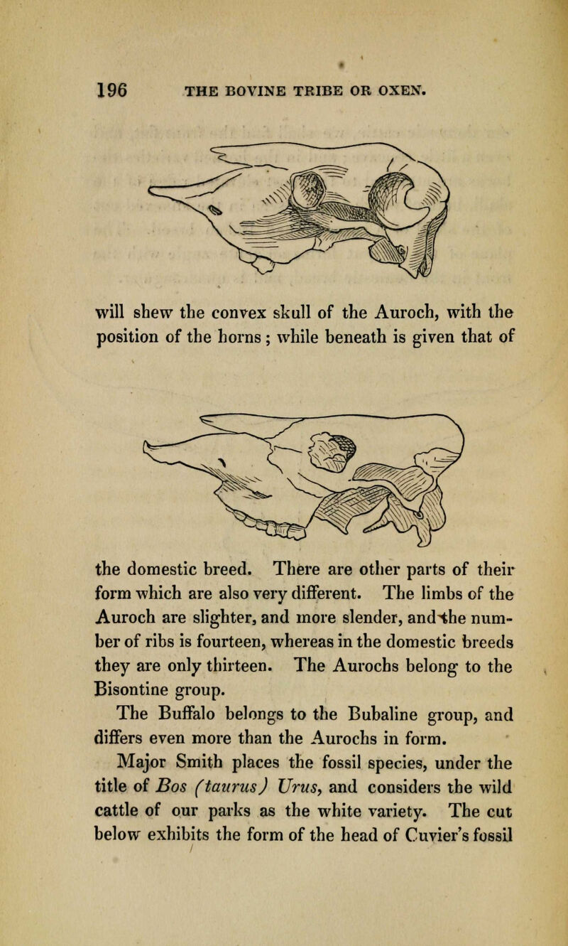 will shew the convex skull of the Auroch, with the position of the horns; while beneath is given that of the domestic breed. There are other parts of their form which are also very different. The limbs of the Auroch are slighter, and more slender, and^the num- ber of ribs is fourteen, whereas in the domestic breeds they are only thirteen. The Aurochs belong to the Bisontine group. The Buffalo belongs to the Bubaline group, and differs even more than the Aurochs in form. Major Smith places the fossil species, under the title of Bos (taurus) Urus, and considers the wild cattle of our parks as the white variety. The cut below exhibits the form of the head of Cuvier's fossil