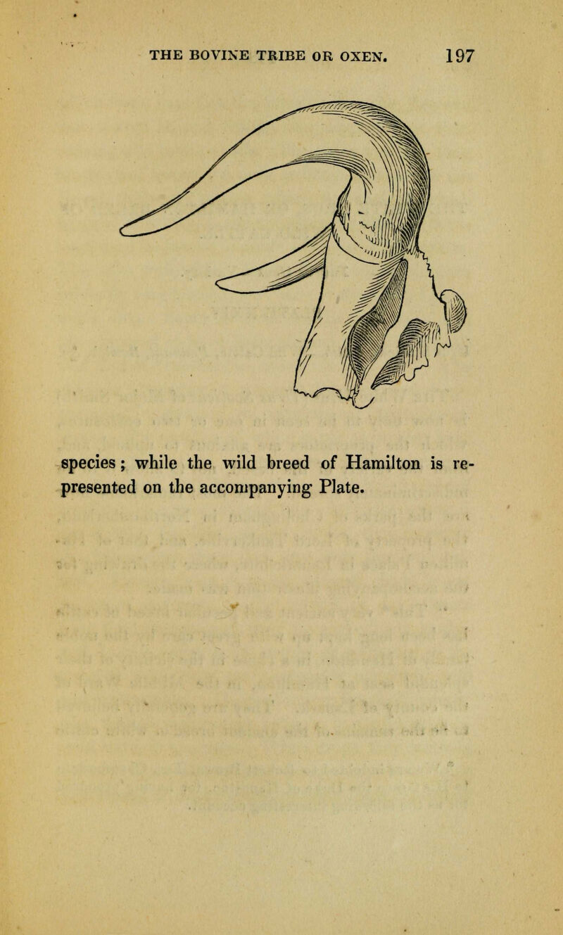 species; while the wild breed of Hamilton is re- presented on the accompanying Plate.