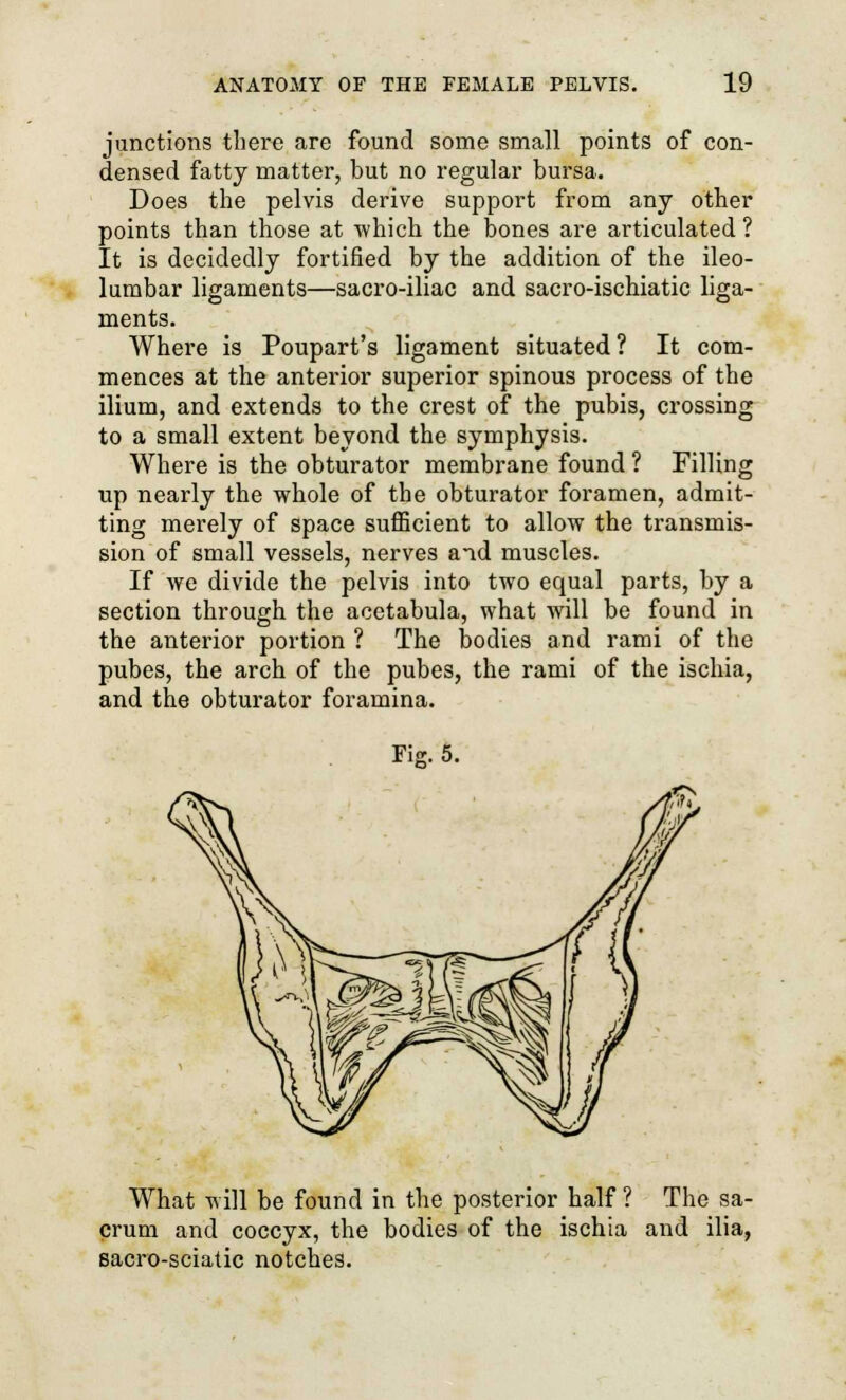 junctions there are found some small points of con- densed fatty matter, but no regular bursa. Does the pelvis derive support from any other points than those at ■which the bones are articulated ? It is decidedly fortified by the addition of the ileo- lumbar ligaments—sacro-iliac and sacro-ischiatic liga- ments. Where is Poupart's ligament situated ? It com- mences at the anterior superior spinous process of the ilium, and extends to the crest of the pubis, crossing to a small extent beyond the symphysis. Where is the obturator membrane found ? Filling up nearly the whole of the obturator foramen, admit- ting merely of space sufficient to allow the transmis- sion of small vessels, nerves and muscles. If we divide the pelvis into two equal parts, by a section through the acetabula, what will be found in the anterior portion ? The bodies and rami of the pubes, the arch of the pubes, the rami of the ischia, and the obturator foramina. Fig. 5. What will be found in the posterior half ? The sa- crum and coccyx, the bodies of the ischia and ilia, sacro-sciatic notches.