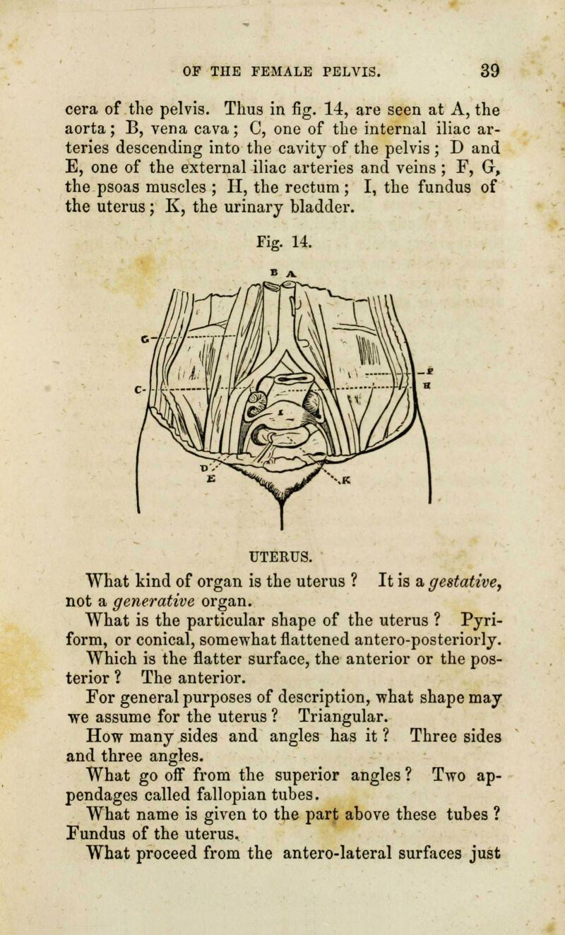 cera of the pelvis. Thus in fig. 14, are seen at A, the aorta; B, vena cava; C, one of the internal iliac ar- teries descending into the cavity of the pelvis ; D and E, one of the external iliac arteries and veins ; F, G, the psoas muscles ; H, the rectum ; I, the fundus of the uterus; K, the urinary bladder. Fig. 14. UTERUS. What kind of organ is the uterus ? It is a gestative, not a generative organ. What is the particular shape of the uterus ? Pyri- form, or conical, somewhat flattened antero-posteriorly. Which is the flatter surface, the anterior or the pos- terior ? The anterior. For general purposes of description, what shape may we assume for the uterus ? Triangular. How many sides and angles has it ? Three sides and three angles. What go off from the superior angles ? Two ap- pendages called fallopian tubes. What name is given to the part above these tubes ? Fundus of the uterus. What proceed from the antero-lateral surfaces just