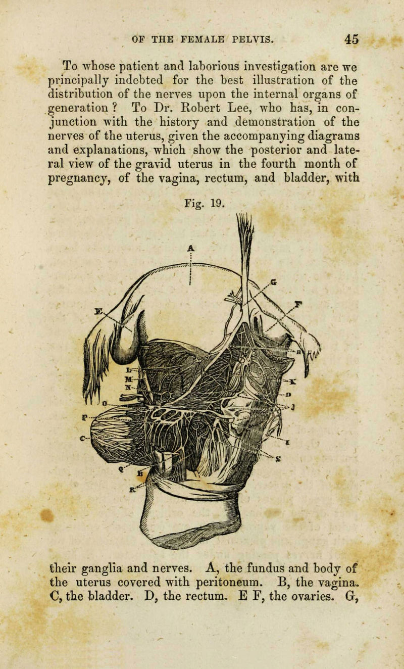 To whose patient and laborious investigation are we principally indebted for the best illustration of the distribution of the nerves upon the internal organs of generation ? To Dr. Robert Lee, who has, in con- junction with the history and demonstration of the nerves of the uterus, given the accompanying diagrams and explanations, which show the posterior and late- ral view of the gravid uterus in the fourth month of pregnancy, of the vagina, rectum, and bladder, with Fig. 19. their ganglia and nerves. A, the fundus and body of the uterus covered with peritoneum. B, the vagina. C, the bladder. J), the rectum. E F, the ovaries. G,