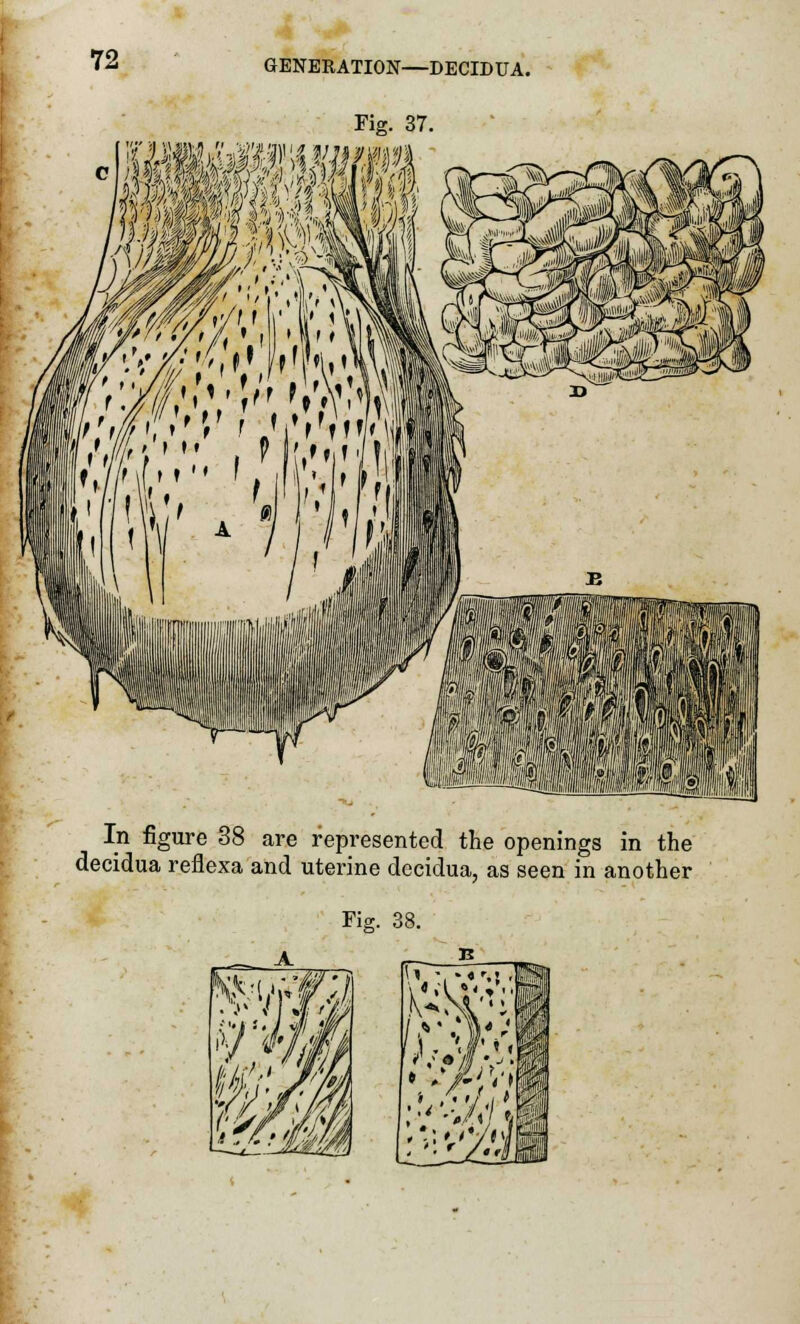 GENERATION—DECIDUA. Fig. 37. Ifilffl In figure 38 are represented the openings in the decidua reflexa and uterine dccidua, as seen in another Fig. 38.