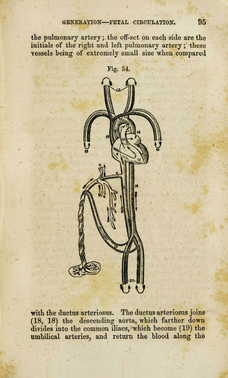 the pulmonary artery; the off-set on each side are the initials of the right and left pulmonary artery; these vessels being of extremely small size when compared with the ductus arteriosus. The ductus arteriosus joins (18, 18) the descending aorta, which farther down divides into the common iliacs, which become (19) the umbilical arteries, and return the blood along the