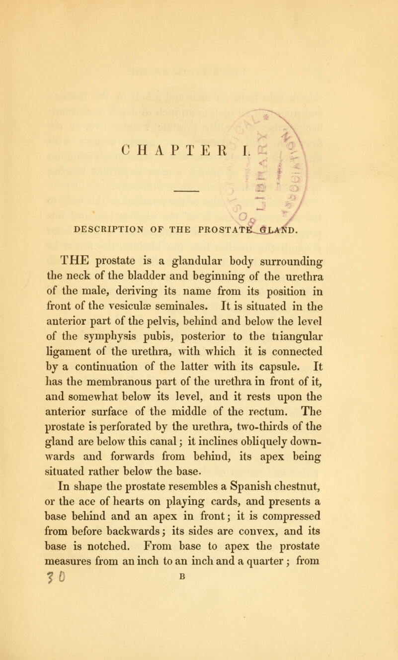 DESCRIPTION OF THE PROSTATE GLAND. THE prostate is a glandular body surrounding the neck of the bladder and beginning of the urethra of the male, deriving its name from its position in front of the vesiculse seminales. It is situated in the anterior part of the pelvis, behind and below the level of the symphysis pubis, posterior to the tiiangular ligament of the urethra, with which it is connected by a continuation of the latter with its capsule. It has the membranous part of the urethra in front of it, and somewhat below its level, and it rests upon the anterior surface of the middle of the rectum. The prostate is perforated by the urethra, two-thirds of the gland are below this canal; it inclines obliquely down- wards and forwards from behind, its apex being situated rather below the base. In shape the prostate resembles a Spanish chestnut, or the ace of hearts on playing cards, and presents a base behind and an apex in front; it is compressed from before backwards; its sides are convex, and its base is notched. From base to apex the prostate measures from an inch to an inch and a quarter; from 3 0 b