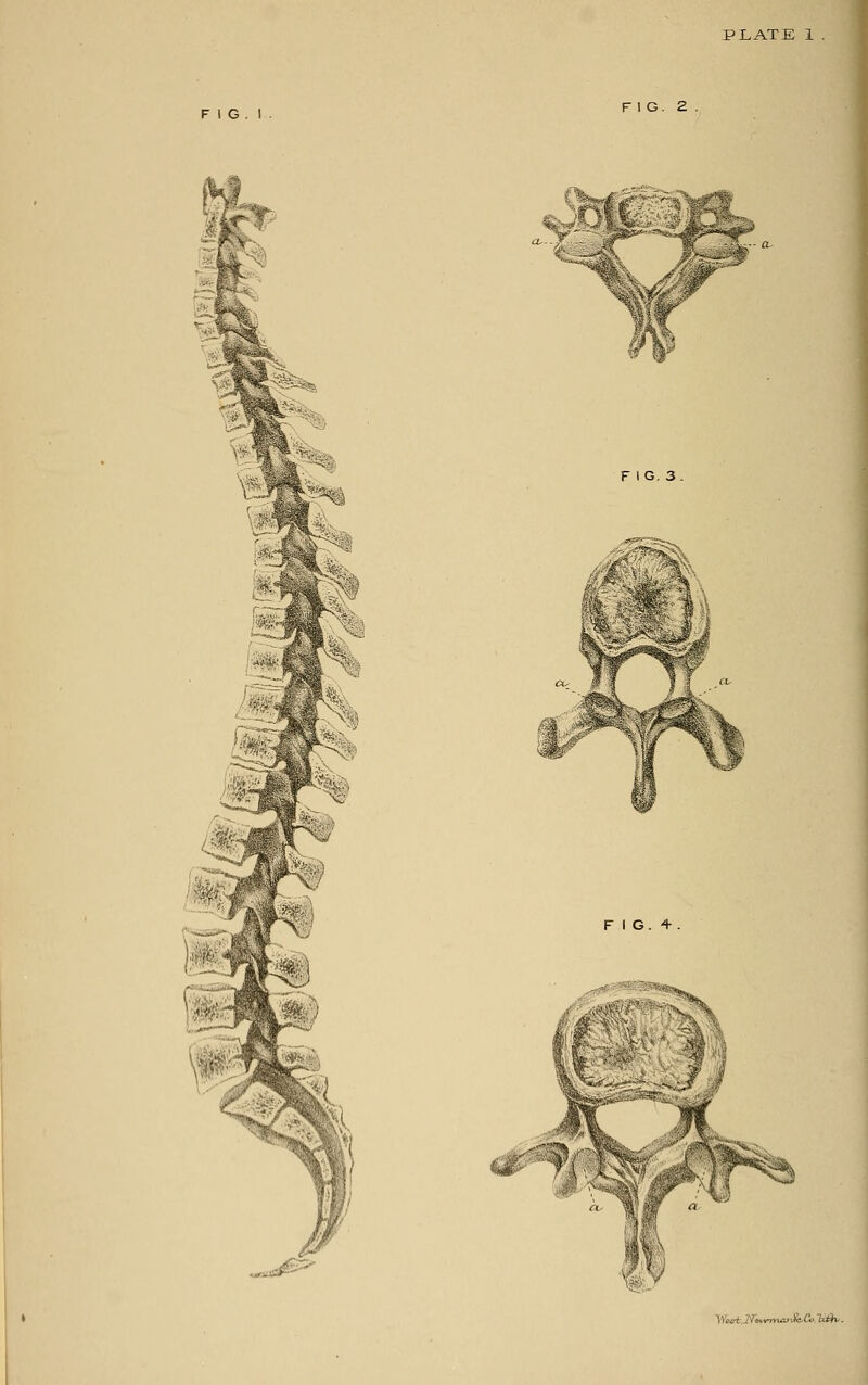 PLATE 1 FIG.I FIG. 2 F 1G. 3. FIG.4 . ■:> , wrmarStCoMBfc.