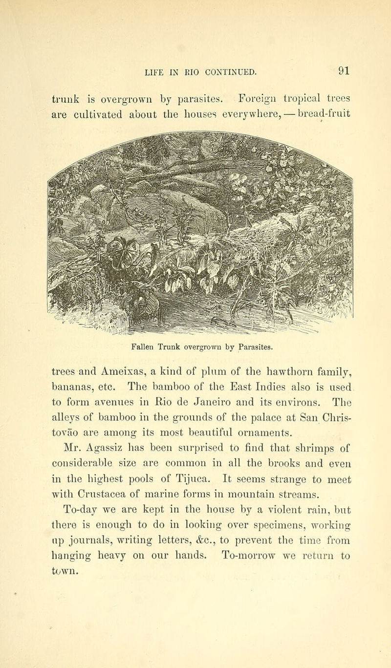 trunk is overgrown by parasites. Foreign tropical trees are cultivated about the houses everywhere, — bread-fruit Fallen Trunk overgrown by Parasites. trees and Ameixas, a kind of plum of the hawthorn family, bananas, etc. The bamboo of the East Indies also is used to form avenues in Rio de Janeiro and its environs. The alleys of bamboo in the grounds of the palace at San Chris- tovao are among its most beautiful ornaments. Mr. Agassiz has been surprised to find that shrimps of considerable size are common in all the brooks and even in the highest pools of Tijuca. It seems strange to meet with Crustacea of marine forms in mountain streams. To-day we are kept in the house by a violent rain, but there is enough to do in looking over specimens, working up journals, writing letters, &c., to prevent the time from hanging heavy on our hands. To-morrow we return to town.
