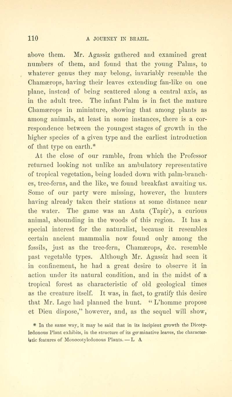 above them. Mr. Agassiz gathered and examined great numbers of them, and found that the young Pahns, to whatever genus they may belong, invariably resemble the Chamserops, having their leaves extending fan-like on one plane, instead of being scattered along a central axis, as m the adult tree. The infant Palm is in fact the mature Chamaerops in miniature, showing that among plants as among animals, at least in some instances, there is a cor- respondence between the youngest stages of growth in the higher species of a given type and the earliest introduction of that type on earth.* At the close of our ramble, from which the Professor returned looking not unlike an ambulatory representative of tropical vegetation, being loaded down with palm-branch- es, tree-ferns, and the like, we found breakfast awaiting us. Some of our party were missing, however, the hunters having already taken their stations at some distance near the water. The game was an Anta (Tapir), a curious animal, abounding in the woods of this region. It has a special interest for the naturalist, because it resembles certain ancient mammalia now found only among the fossils, just as the tree-fern, Chamaerops, &c. resemble past vegetable types. Although Mr. Agassiz had seen it in confinement, he had a great desire to observe it in action under its natural condition, and in the midst of a tropical forest as characteristic of old geological times as the creature itself. It was, in fact, to gratify this desire that Mr. Lage had planned the hunt.  L'homme propose et Dieu dispose, however, and, as the sequel will show, * In the same way, it may be said that in its incipient growth the Dicoty- ledonous Plant exhibits, in the structure of its ge/minative leaves, the character- istic features of Monocotyledonous Plants. — LA.