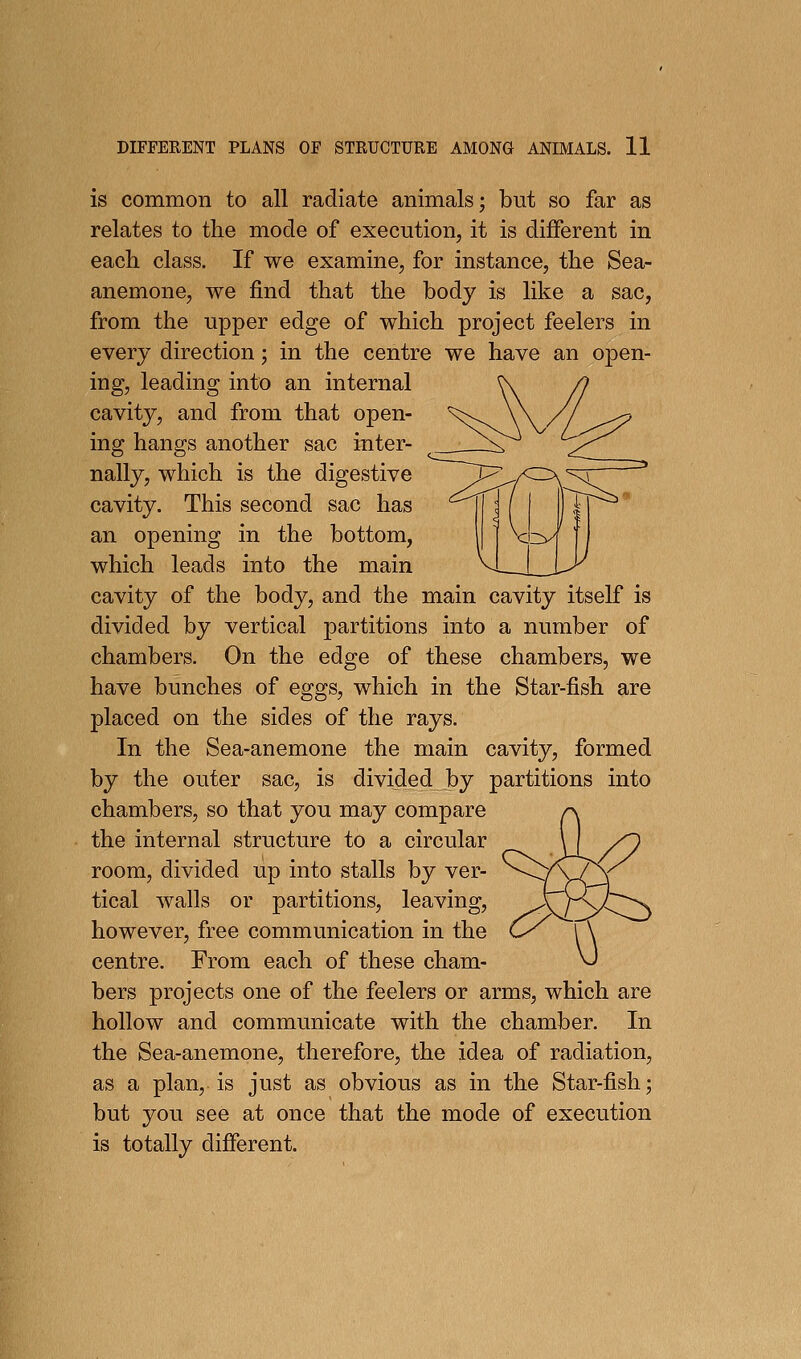 is common to all radiate animals; but so far as relates to the mode of execution, it is different in each class. If we examine, for instance, the Sea- anemone, we find that the body is like a sac, from the upper edge of which project feelers in every direction; in the centre we have an open- ing, leading into an internal cavity, and from that open- ing hangs another sac inter- nally, which is the digestive cavity. This second sac has an opening in the bottom, which leads into the main cavity of the body, and the main cavity itself is divided by vertical partitions into a number of chambers. On the edge of these chambers, we have bunches of eggs, which in the Star-fish are placed on the sides of the rays. In the Sea-anemone the main cavity, formed by the outer sac, is divided by partitions into chambers, so that you may compare the internal structure to a circular room, divided up into stalls by ver- ^--^ tical walls or partitions, leaving, however, free communication in the centre. From each of these cham- bers projects one of the feelers or arms, which are hollow and communicate with the chamber. In the Sea-anemone, therefore, the idea of radiation, as a plan, is just as obvious as in the Star-fish; but you see at once that the mode of execution is totally different.