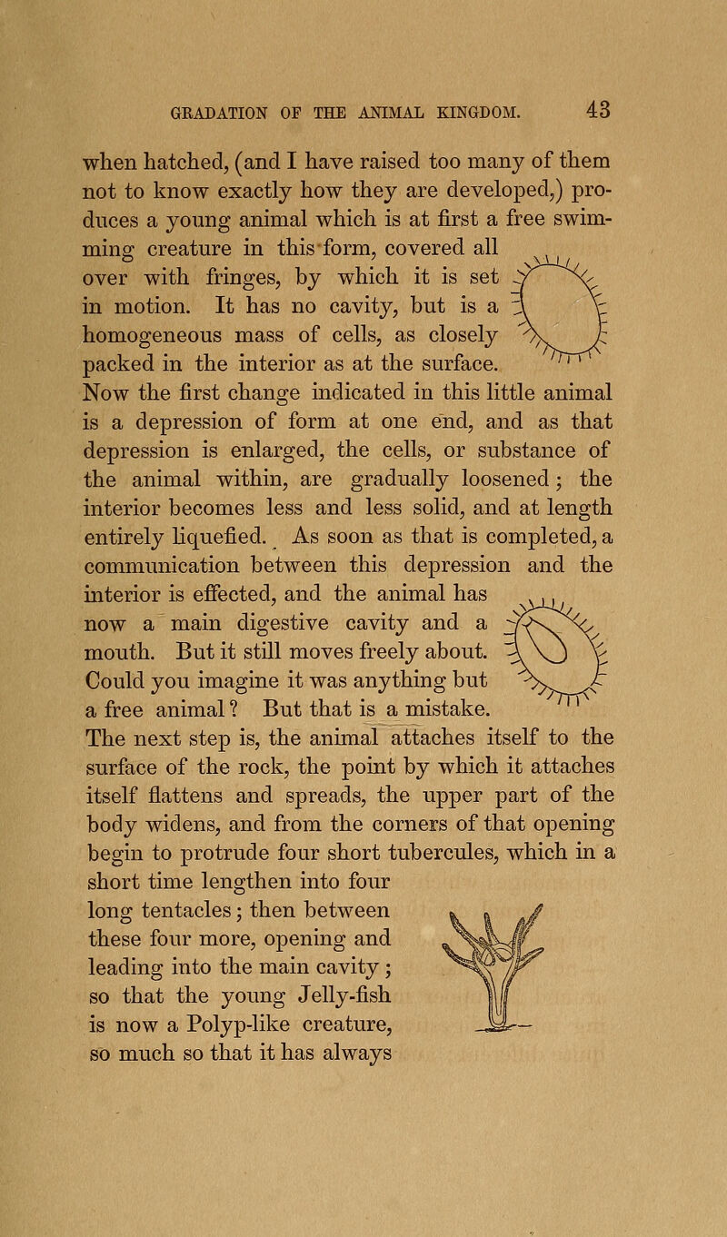 when hatched, (and I have raised too many of them not to know exactly how they are developed,) pro- duces a young animal which is at first a free swim- ming creature in this form, covered all over with fringes, by which it is set -.^ in motion. It has no cavity, but is a homogeneous mass of cells, as closely packed in the interior as at the surface. Now the first change indicated in this little animal is a depression of form at one end, and as that depression is enlarged, the cells, or substance of the animal within, are gradually loosened; the interior becomes less and less solid, and at length entirely hquefied. As soon as that is completed, a communication between this depression and the interior is efiected, and the animal has now a main digestive cavity and a mouth. But it still moves freely about. Could you imagine it was anything but a free animal ? But that is a mistake. The next step is, the animal attaches itself to the surface of the rock, the point by which it attaches itself flattens and spreads, the upper part of the body widens, and from the corners of that opening begin to protrude four short tubercules, which in a short time lengthen into four long tentacles; then between these four more, opening and leading into the main cavity; so that the young Jelly-fish is now a Polyp-like creature, so much so that it has always
