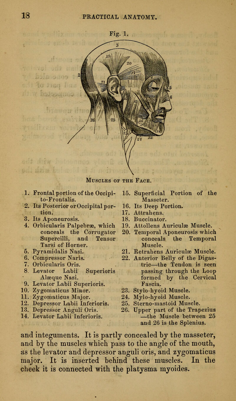 Fig. 1, Muscles of the Face. 16. 17. 18. 19. 21. 22. 15. Superficial Portion of the Masseter. Its Deep Portion. Attrahens. Buccinator. Attollens Auriculae Muscle. 20. Temporal Aponeurosis which conceals the Temporal Muscle. Retrahens Auriculae Muscle. Anterior Belly of the Digas- tric—the Tendon is seen passing through the Loop formed by the Cervical Fascia. Stylo-hyoid Muscle. 24. Mylo-hyoid Muscle. 25. Sterno-mastoid Muscle. 26. Upper part of the Trapezius —the Muscle between 25 and 26 is the Splenius. and integuments. It is partly concealed by the masseter, and by the muscles which pass to the angle of the mouth, as the levator and depressor anguli oris, and zygomaticus major. It is inserted behind these muscles. In the cheek it is connected with the platysma myoides. 1. Frontal portion of the Occipi- to-Frontalis. 2. Its Posterior or Occipital por- tion. 3. Its Aponeurosis. 4. Orbicularis Palpebrae, which conceals the Corrugator Supercilli, and Tensor Tarsi of Horner. 5. Pyramidalis Nasi. 6. Compressor Naris. 7. Orbicularis Oris. 8. Levator Labii Superioris Alseque Nasi. 9. Levator Labii Superioris. 10. Zygomaticus Minor. 11. Zygomaticus Major. 12. Depressor Labii Inferioris. 13. Depressor Anguli Oris. 14. Levator Labii Inferioris. 23