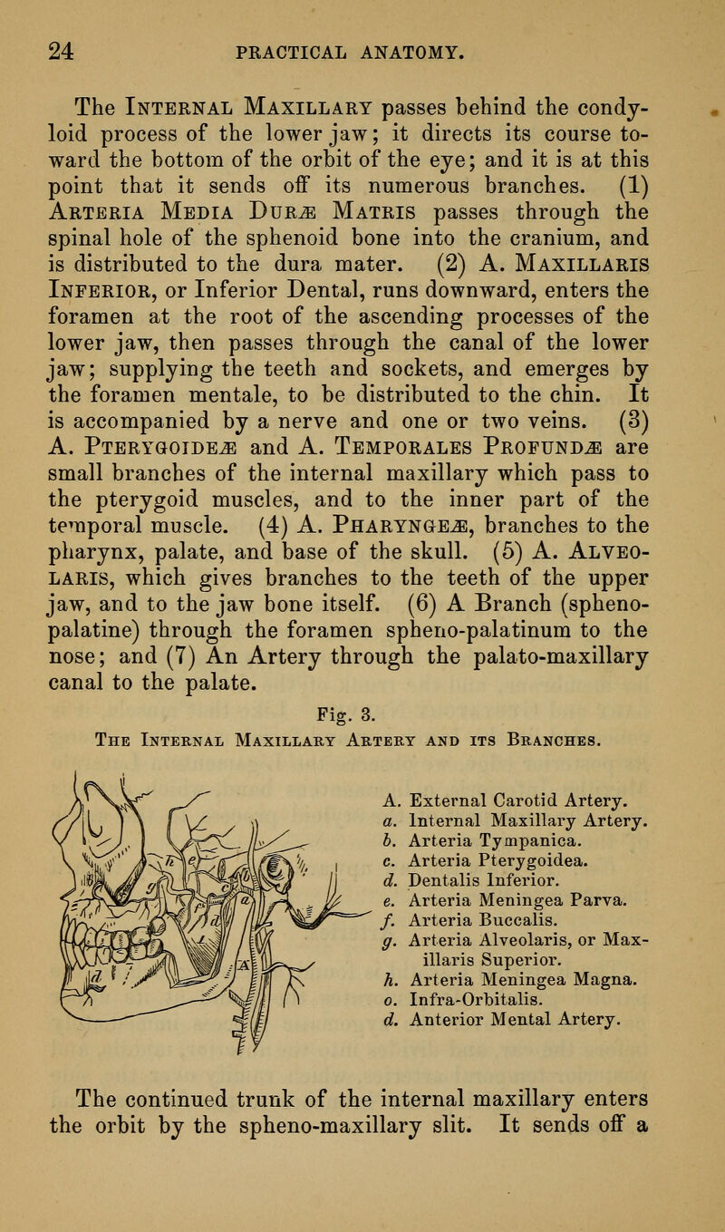 The Internal Maxillary passes bebind the condy- loid process of the lower jaw; it directs its course to- ward the bottom of the orbit of the eye; and it is at this point that it sends off its numerous branches. (1) Artbria Media Dur^ Matris passes through the spinal hole of the sphenoid bone into the cranium, and is distributed to the dura mater. (2) A. Maxillaris Inferior, or Inferior Dental, runs downward, enters the foramen at the root of the ascending processes of the lower jaw, then passes through the canal of the lower jaw; supplying the teeth and sockets, and emerges by the foramen mentale, to be distributed to the chin. It is accompanied by a nerve and one or two veins. (3) A. Pterygoide^ and A. Temporales Profund^e are small branches of the internal maxillary which pass to the pterygoid muscles, and to the inner part of the temporal muscle. (4) A. Pharynge^, branches to the pharynx, palate, and base of the skull. (5) A. Alveo- LARis, which gives branches to the teeth of the upper jaw, and to the jaw bone itself. (6) A Branch (spheno- palatine) through the foramen spheno-palatinum to the nose; and (7) An Artery through the palato-maxillary canal to the palate. Fig. 3. The Internal Maxillary Artery and its Branches. A. External Carotid Artery. Internal Maxillary Artery. b. Arteria Tympanica. c. Arteria Pterygoidea. d. Dentalis Inferior. Arteria Meningea Parva. Arteria Buccalis. Arteria Alveolaris, or Max- illaris Superior. Arteria Meningea Magna. Infra-Orbitalis. d. Anterior Mental Artery. The continued trunk of the internal maxillary enters the orbit by the spheno-maxillary slit. It sends off a