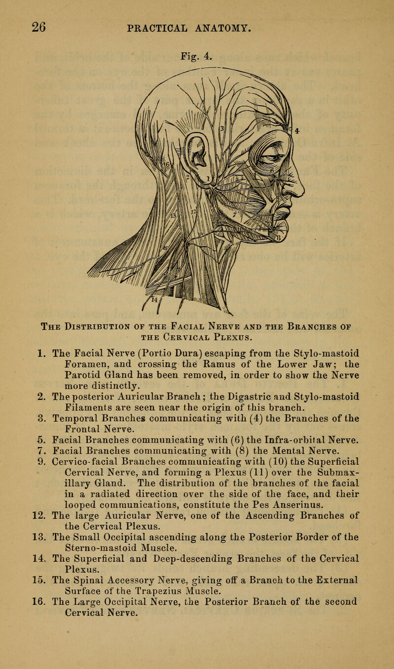 Fig. 4. The Distribution of the Facial Nerve and the Branches of THE Cervical Plexus. 1. The Facial Nerve (Portio Dura) escaping from the Stylo-mastoid Foramen, and crossing the Ramus of the Lower Jaw; the Parotid Gland has been removed, in order to show the Nerve more distinctly. 2. The posterior Auricular Branch; the Digastric and Stylo-mastoid Filaments are seen near the origin of this branch. 3. Temporal Branches communicating with (4) the Branches of the Frontal Nerve. 5. Facial Branches communicating with (6) the Infra-orbital Nerve. 7. Facial Branches communicating with (8) the Mental Nerve. 9. Cervico-facial Branches communicating with (10) the Superficial Cervical Nerve, and forming a Plexus (11) over the Submax- illary Gland. The distribution of the branches of the facial in a radiated direction over the side of the face, and their looped communications, constitute the Pes Anserinus. 12. The large Auricular Nerve, one of the Ascending Branches of the Cervical Plexus. 13. The Small Occipital ascending along the Posterior Border of the Sterno-mastoid Muscle. 14. The Superficial and Deep-descending Branches of the Cervical Plexus. 15. The Spinal Accessory Nerve, giving off a Branch to the External Surface of the Trapezius Muscle. 16. The Large Occipital Nerve, the Posterior Branch of the second Cervical Nerve.