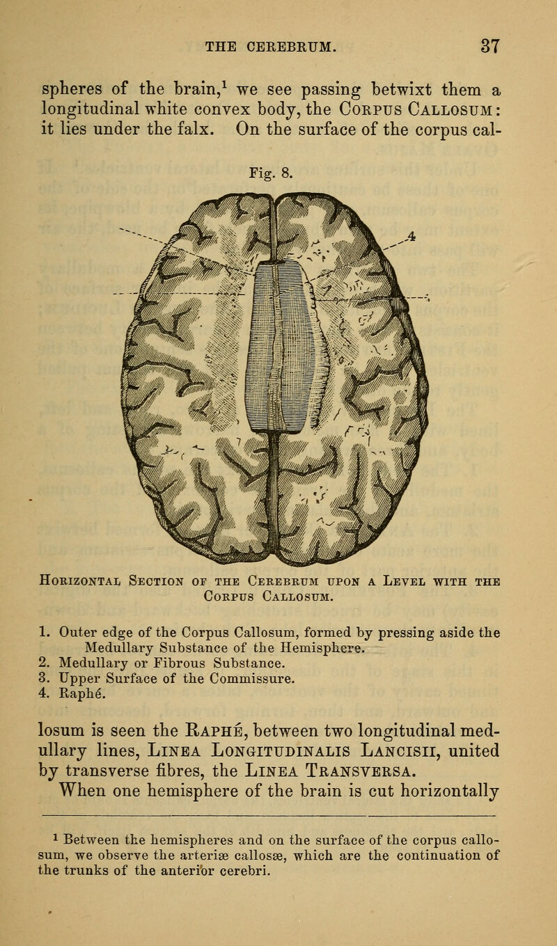 spheres of the brain/ we see passing betwixt them a longitudinal white convex body, the Corpus Callosum : it lies under the falx. On the surface of the corpus cal- Fig. 8. HoRizoNTAi^ Section of the Cerebrum upon a Level with the Corpus Callosum. 1. Outer edge of the Corpus Callosum, formed by pressing aside the Medullary Substance of the Hemisphere. 2. Medullary or Fibrous Substance. 3. Upper Surface of the Commissure. 4. Raphg. losum is seen the Raphe, between two longitudinal med- ullary lines, LiNBA Longitudinalis Lancisii, united by transverse fibres, the Linea Transversa. When one hemisphere of the brain is cut horizontally 1 Between the hemispheres and on the surface of the corpus callo- sum, we observe the arterige callosse, which are the continuation of the trunks of the anterior cerebri.