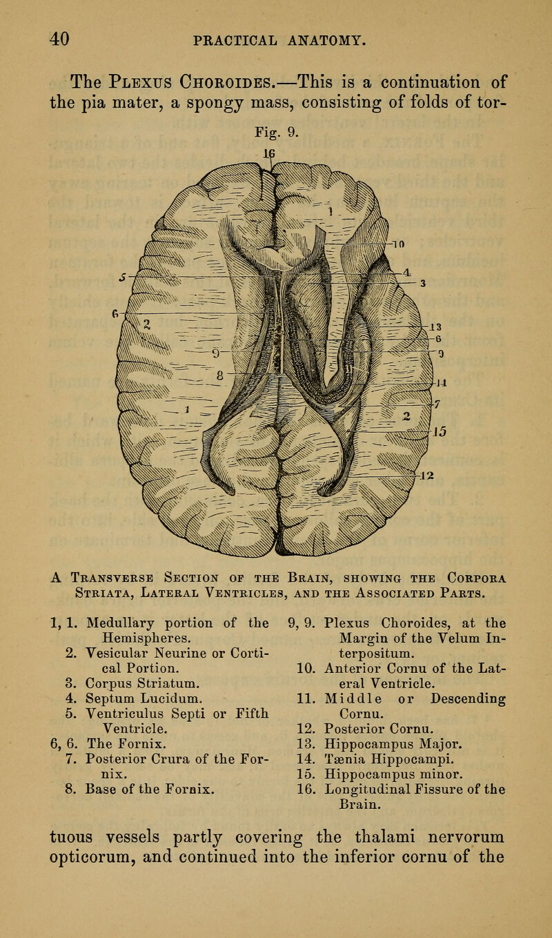 The Plexus CnoROiDES.^This is a continuation of the pia mater, a spongy mass, consisting of folds of tor- Fig. 9. A Transverse Section of the Brain, showing the Corpora Striata, Lateral Ventricles, and the Associated Parts. Plexus Choroides, at the Margin of the Velum In- terpositum. Anterior Cornu of the Lat- eral Ventricle. Middle or Descending Cornu. Posterior Cornu. Hippocampus Major. Tasnia Hippocampi. Hippocampus minor. 16. Longitudinal Fissure of the Brain. tuous vessels partly covering the thalami nervorum opticorum, and continued into the inferior cornu of the 1,1. Medullary portion of the Hemispheres. 9,9 2. Vesicular Neurine or Corti- cal Portion. 10 3. Corpus Striatum, 4. Septum Lucidum, 11 5. Ventriculus Septi or Fifth Ventricle. 12 6,6. The Fornix. 13 7. Posterior Crura of the For- 14 nix. 15 8. Base of the Fornix. 16