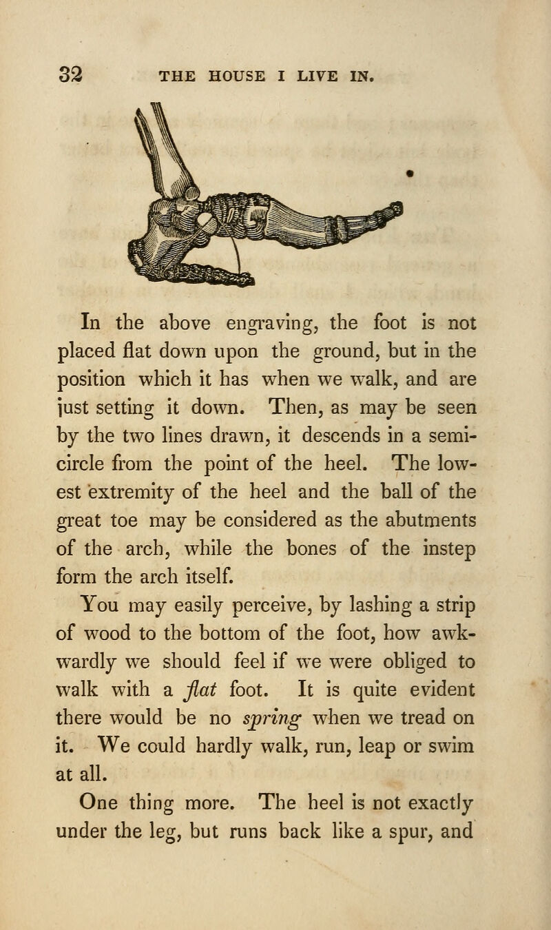 In the above engraving, the foot is not placed flat down upon the ground, but in the position which it has when we wralk, and are iust setting it down. Then, as may be seen by the two lines drawn, it descends in a semi- circle from the point of the heel. The low- est extremity of the heel and the ball of the great toe may be considered as the abutments of the arch, while the bones of the instep form the arch itself. You may easily perceive, by lashing a strip of wood to the bottom of the foot, how awk- wardly we should feel if we were obliged to walk with a flat foot. It is quite evident there would be no spring when we tread on it. We could hardly walk, run, leap or swim at all. One thing more. The heel is not exactly under the leg, but runs back like a spur, and