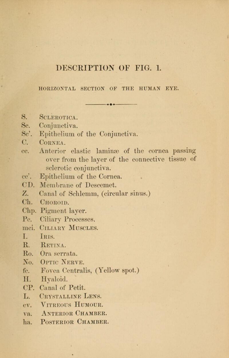 DESCRIPTION OF FIG. 1. HORIZONTAL SECTION OF THE HUMAN EYE. ■+•+- S. Sclerotica. Sc. Conjunctiva. Sc\ Epithelium of the Conjunctiva. C. Cornea. cc. Anterior elastic laminae of the cornea passing over from the layer of the connective tissue of sclerotic conjunctiva. cc'. Epithelium of the Cornea. CD. Membrane of Descemet. Z. Canal of Schlemm, (circular sinus.) Ch. Choroid. Clip. Pigment layer. Pc. Ciliary Processes, mci. Ciliary Muscles. I. Iris. R. Retina. Ro. Ora serrata. No. Optic Nerve. fc. Fovea Centralis, (Yellow spot.) H. Hyaloid. CP. Canal of Petit. L. Crystalline Lens. cv. Vitreous Humour. va. Anterior Chamber. ha. Posterior Chamber.