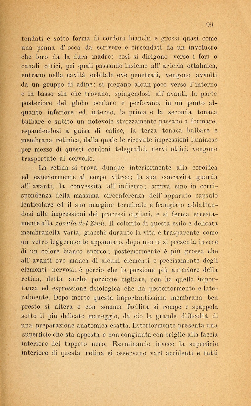 tondati e sotto forma di cordoni bianchi e grossi quasi come una penna d' occa da scrivere e circondati da un involucro che loro dà la dura madre: così si dirigono verso i fori o canali ottici, pei quali passando insieme all' arteria ottalmica, entrano nella cavità orbitale ove penetrati, vengono avvolti da un gruppo di adipe : si piegano alcun poco verso l'interno e in basso sin che trovano, spingendosi all' avanti, la parte posteriore del globo oculare e perforano, in un punto al- quanto inferiore ed interno, la prima e la seconda tonaca bulbare e subito un notevole strozzamento passano a formare, espandendosi a guisa di calice, la terza tonaca bulbare e membrana retinica, dalla quale le ricevute impressioni luminose per mezzo di questi cordoni telegrafici, nervi ottici, vengono trasportate al cervello. La retina si trova dunque interiormente alla coroidea ed esteriormente al corpo vitreo; la sua concavità guarda all' avanti, la convessità all' indietro ; arriva sino in corri- spondenza della massima circonferenza dell' apparato capsule lenticolare ed il suo margine terminale è frangiato addattan- dosi alle impressioni dei processi cigliari, e si ferma stretta- mente alla zonula del Zinn. Il colorito di questa esile e delicata membranella varia, giacché durante la vita è trasparente come un vetro leggermente appannato, dopo morte si presenta invece di un colore bianco sporco ; posteriormente è più grossa che all' avanti ove manca di alcuni elementi e precisamente degli elementi nervosi: è perciò che la porzione più anteriore della retina, detta anche porzione cigliare, non ha quella impor- tanza ed espressione fisiologica che ha posteriormente e late- ralmente. Dopo morte questa importantissima membrana ben presto si altera e con somma facilità si rompe e spappola sotto il più delicato maneggio, da ciò la grande difficoltà di una preparazione anatomica esatta. Esteriormente presenta una superfìcie che sta apposta e non congiunta con briglie alla faccia interiore del tappeto nero. Esaminando invece la superficie interiore di questa retina si osservano vari accidenti e tutti