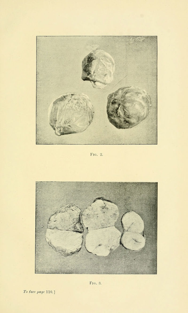 ■ ■■ -v;:-',,**. .,. '- W'^ m *;>- ,i^' '^ r^j V ^, %u'^^ I,, 1* 'iifjkftnW^^*^^' ti. Fig. 2. f -><y-?.K;!v. iy^i-ar -'■ Fig. 3. 2'o face page 110.]