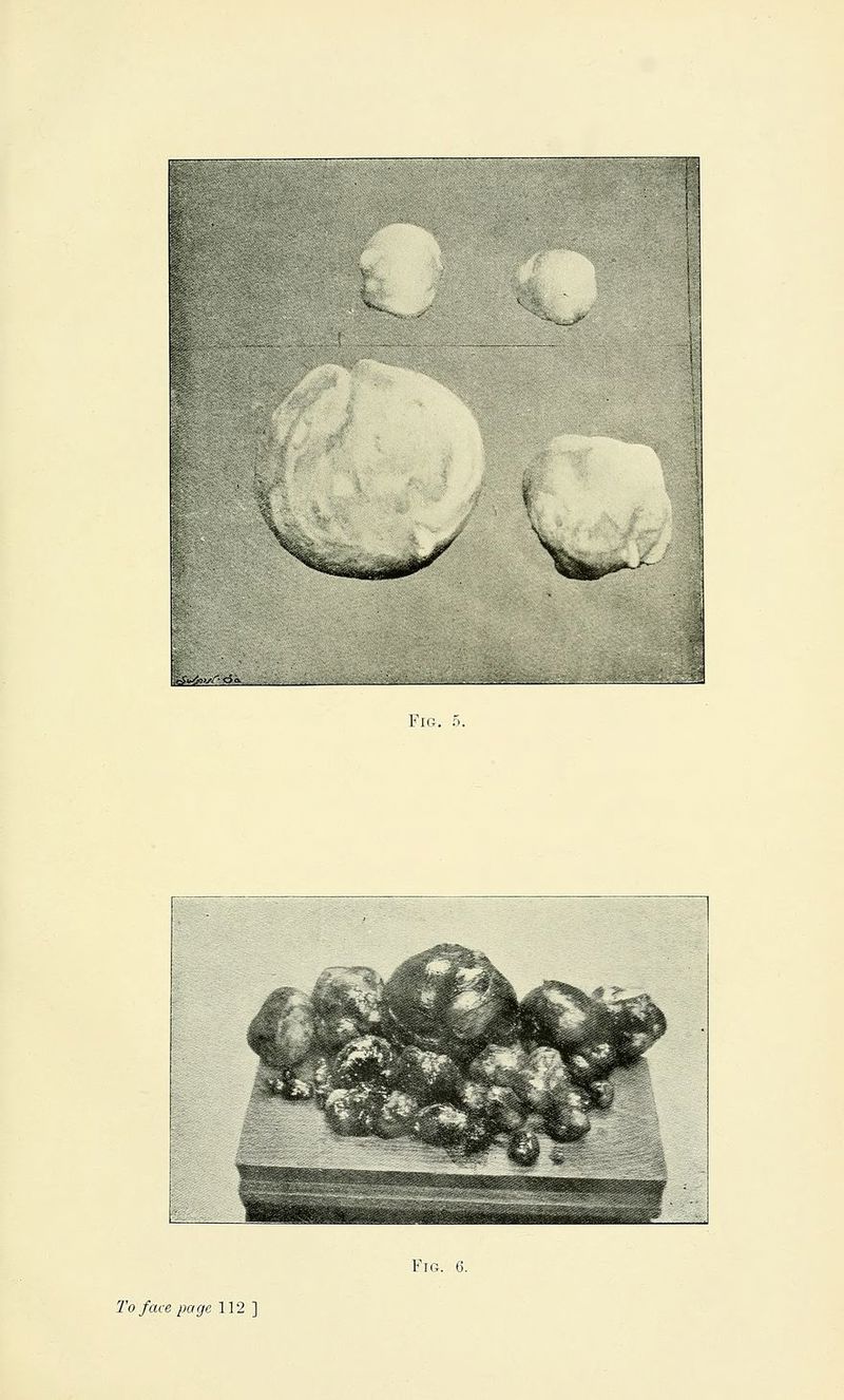 ^ij;m^>.^WH&A«^-. Fk Fig. 6.