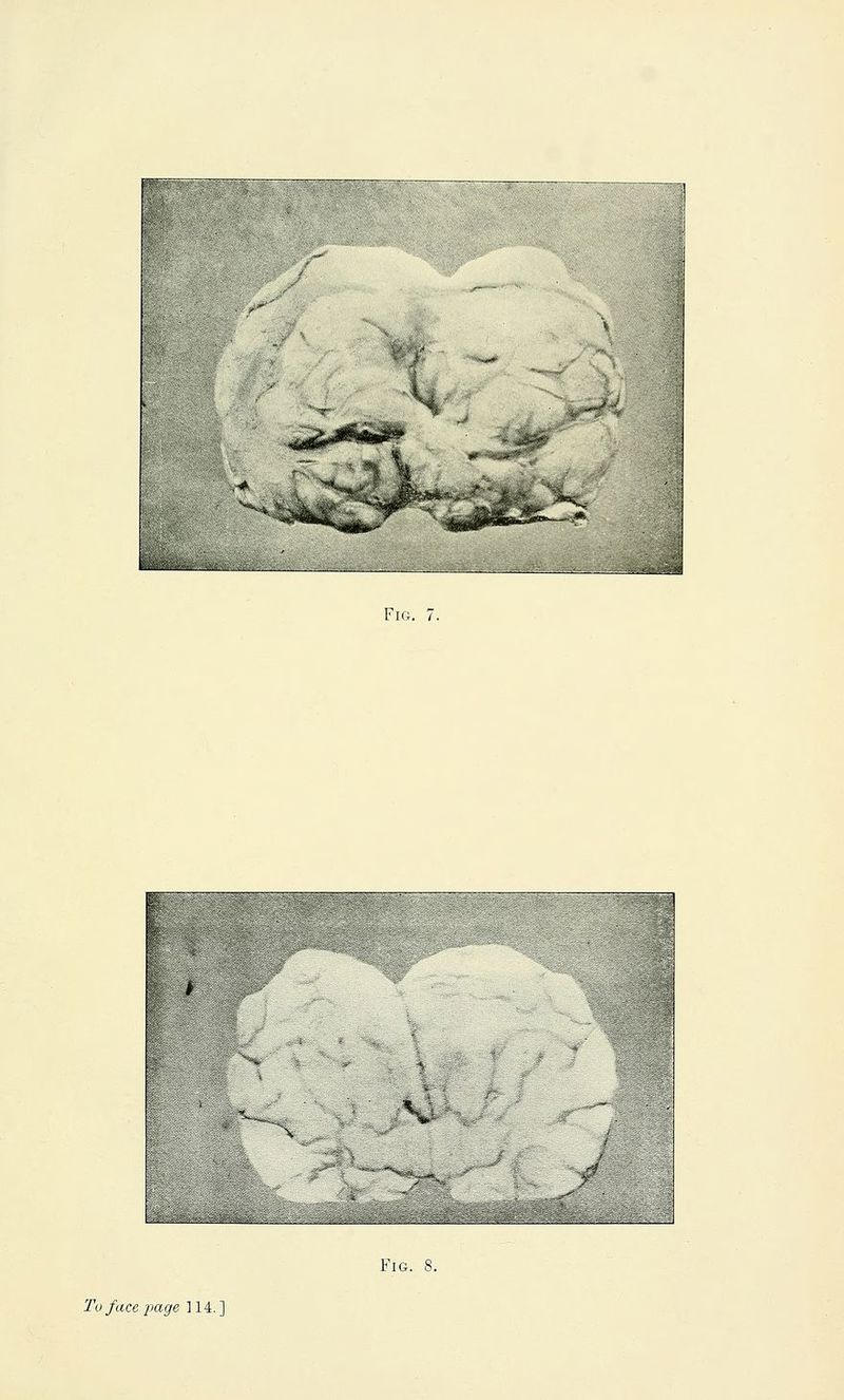A * -*s^ ^^ '^.?^^^^,^. ^^«A Fig. 7. Fig. 8.