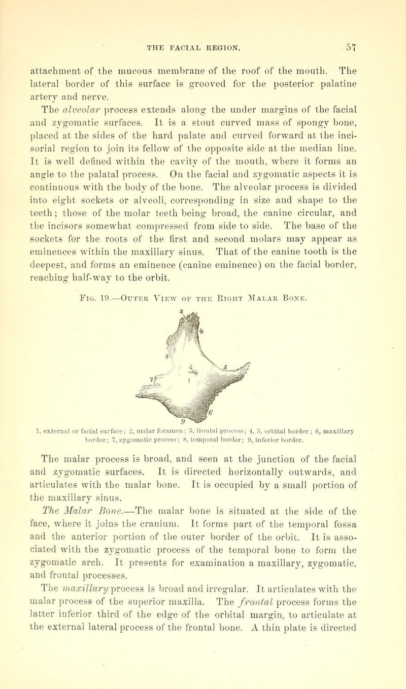 attachiuent of the mucous membrane of the roof of the mouth. The lateral border of this surface is grooved for the posterior palatine artery and nerve. The alveolar process extends along* the under margins of the facial and zygomatic surfaces. It is a stout curved mass of spongy bone, placed at the sides of the hard palate and curved forward at the inci- sorial region to join its fellow of the opposite side at the median line. It is well defined within the cavity of the mouth, where it forms an angle to the palatal process. On the facial and zygomatic aspects it is continuous with the body of the bone. The alveolar process is divided into eight sockets or alveoli, corresponding in size and shape to the teeth; those of the molar teeth being broad, the canine circular, and the incisors somewhat compressed from side to side. The base of the sockets for the roots of the first and second molars may appear as eminences wnthin the maxillar}^ sinus. That of the canine tooth is the deepest, and forms an eminence (canine eminence) on the facial border, reachino- half-wav to the orbit. Fig. 19.—Outer View of the Eight Malar Bone. 1, external or facial surface ; i, malar foramen ; 3, frontal process ; 4, 5, orbital border ; 6, maxillary border; 7, zygomatic process ; 8, temporal border; 9, inferior border. The malar process is broad, and seen at the junction of the facial and zygomatic surfaces. It is directed horizontally outwards, and articulates with the malar bone. It is occupied by a small portion of the maxillary sinus. The Malar Bone.—The malar bone is situated at the side of the face, where it joins the cranium. It forms part of the temporal fossa and the anterior portion of the outer border of the orbit. It is asso- ciated with the zygomatic process of the temporal bone to form the zygomatic arch. It presents for examination a maxillary, zygomatic, and frontal processes. The maxillary process is broad and irregular. It articulates with the malar process of the superior maxilla. The frontal process forms the latter inferior third of the edge of the orbital margin, to articulate at the external lateral process of the frontal bone. A thin plate is directed